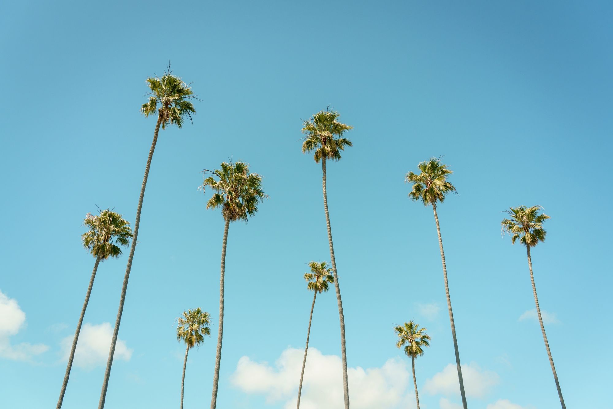 Palms in Laguna Beach