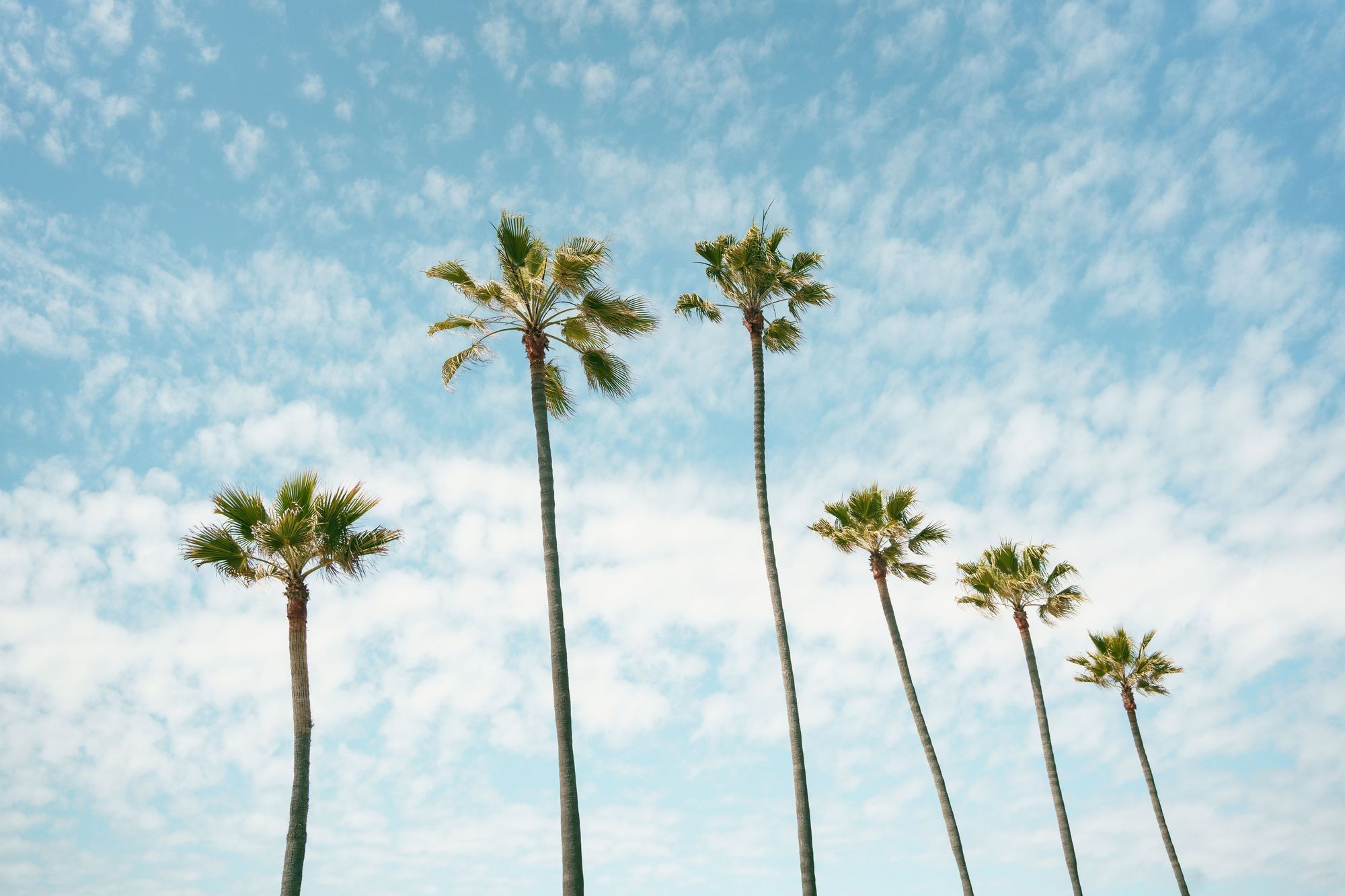 Palms in Manhattan Beach