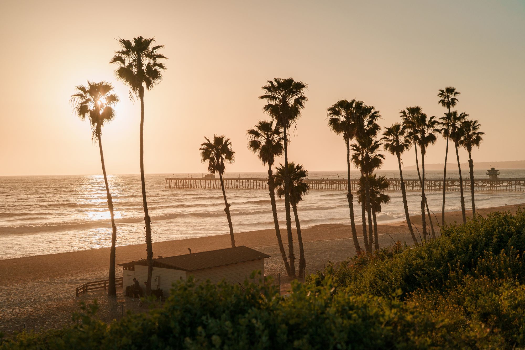 Palms in San Clemente 03