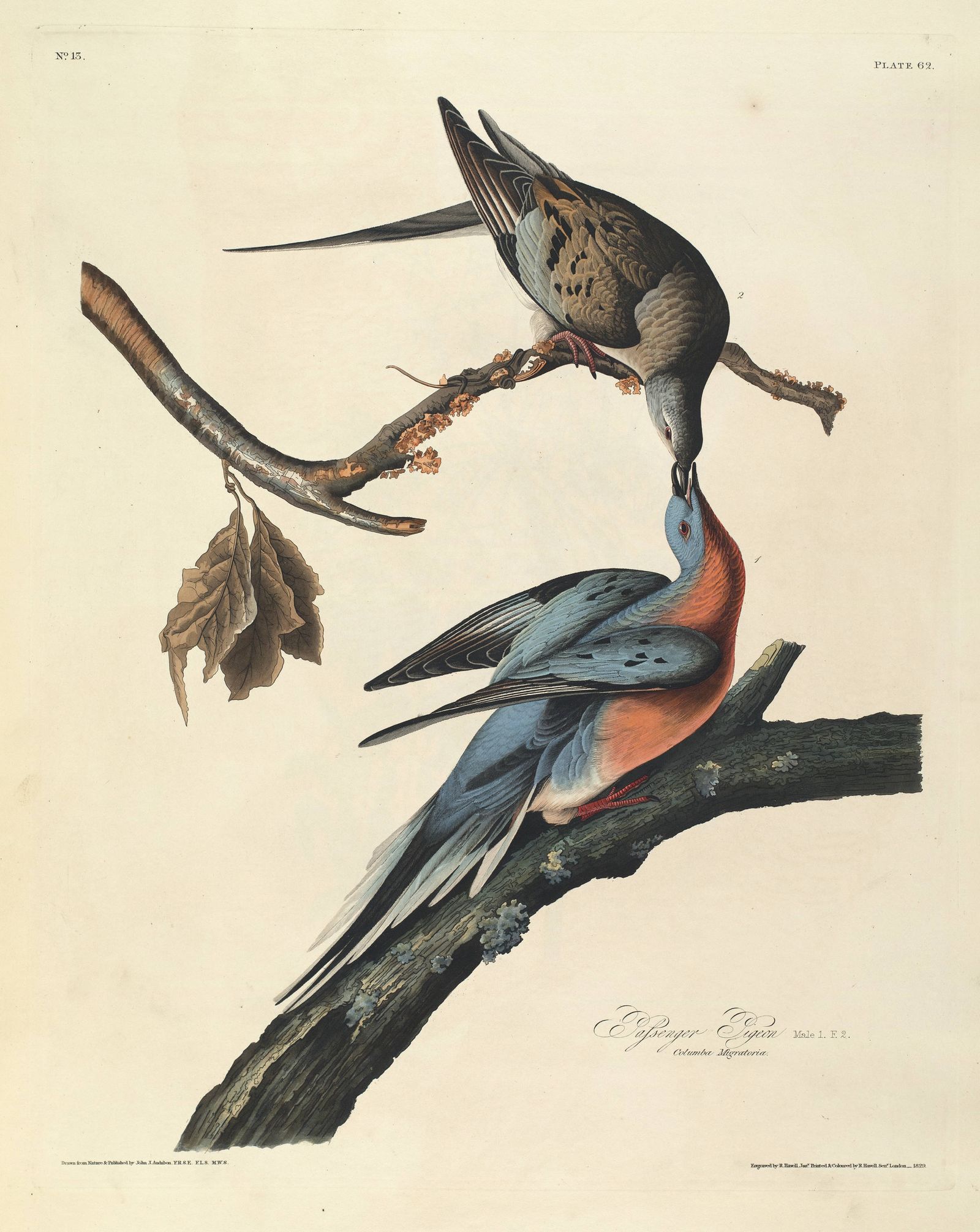 Passenger Pigeon (1827-1838)