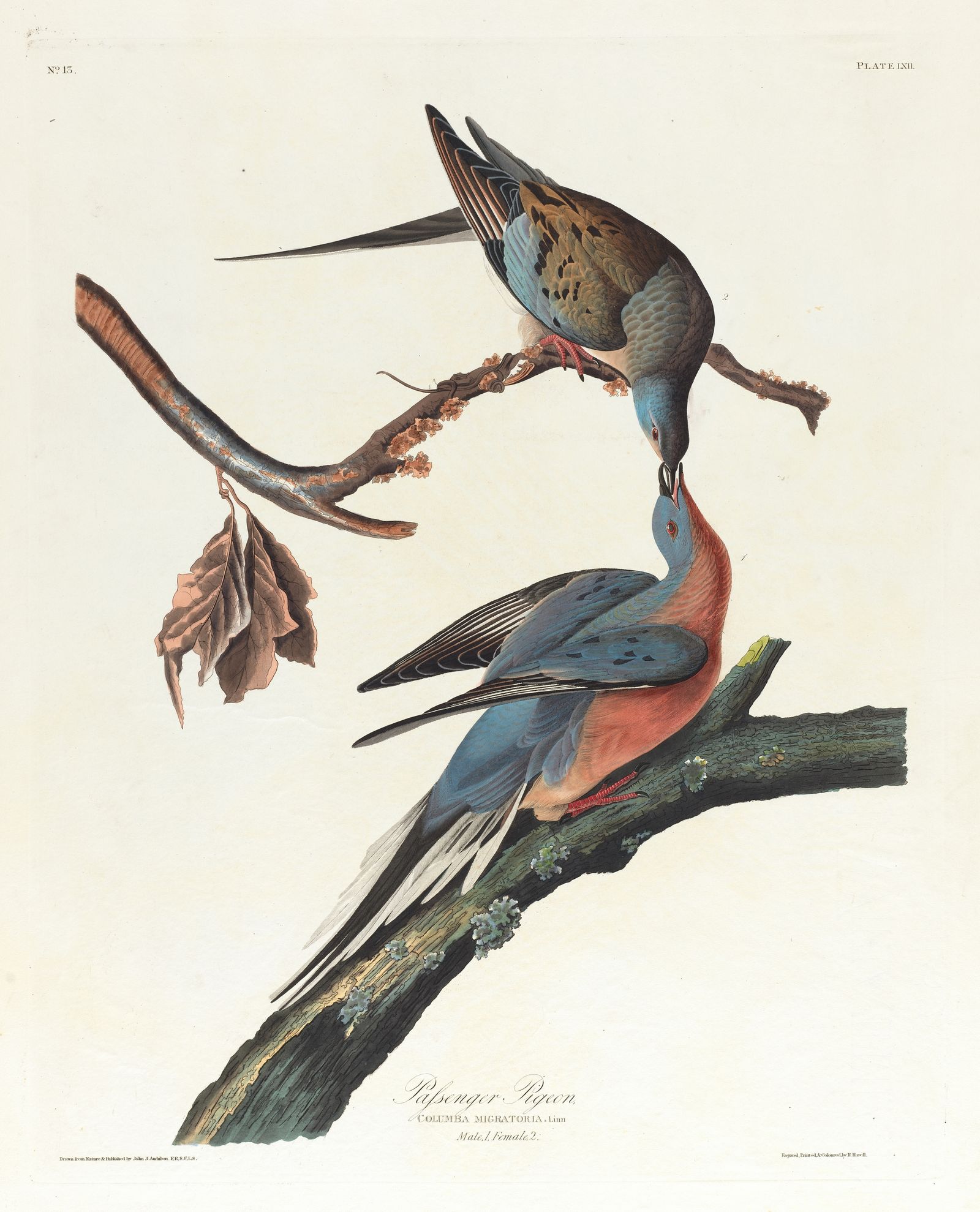 Passenger pigeon (1827–1838)