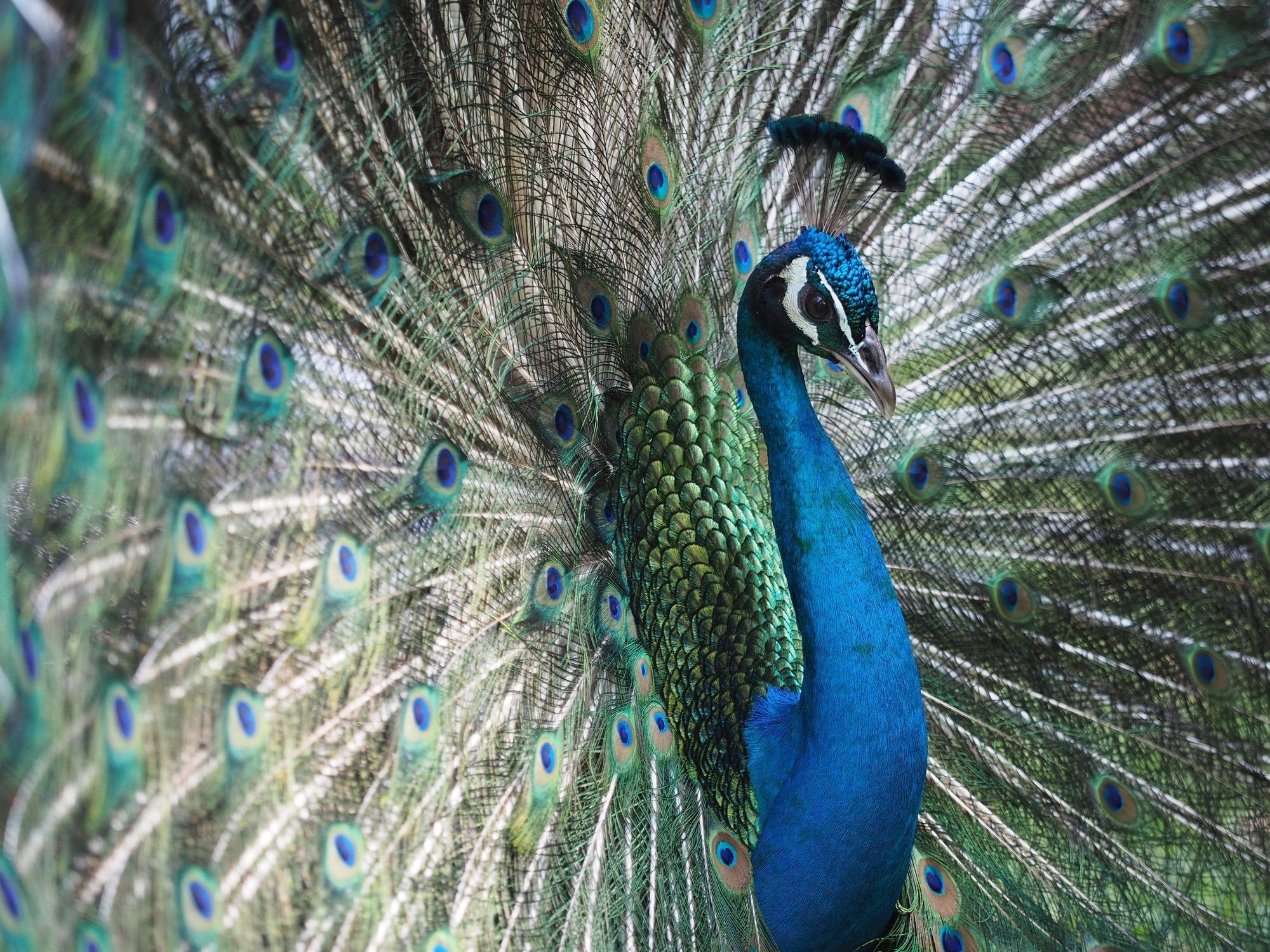Peacock