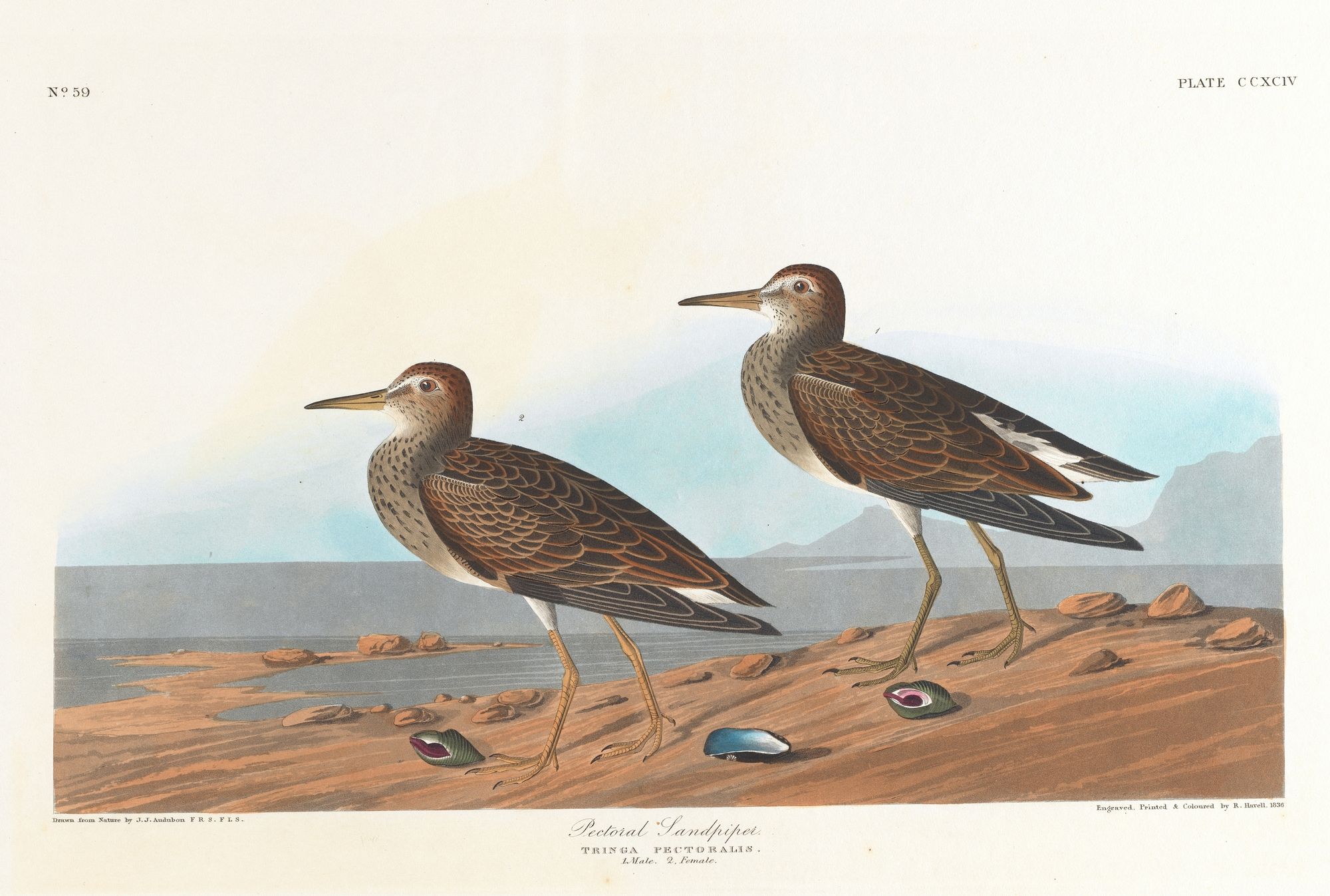 Pectoral sandpiper (1827–1838)