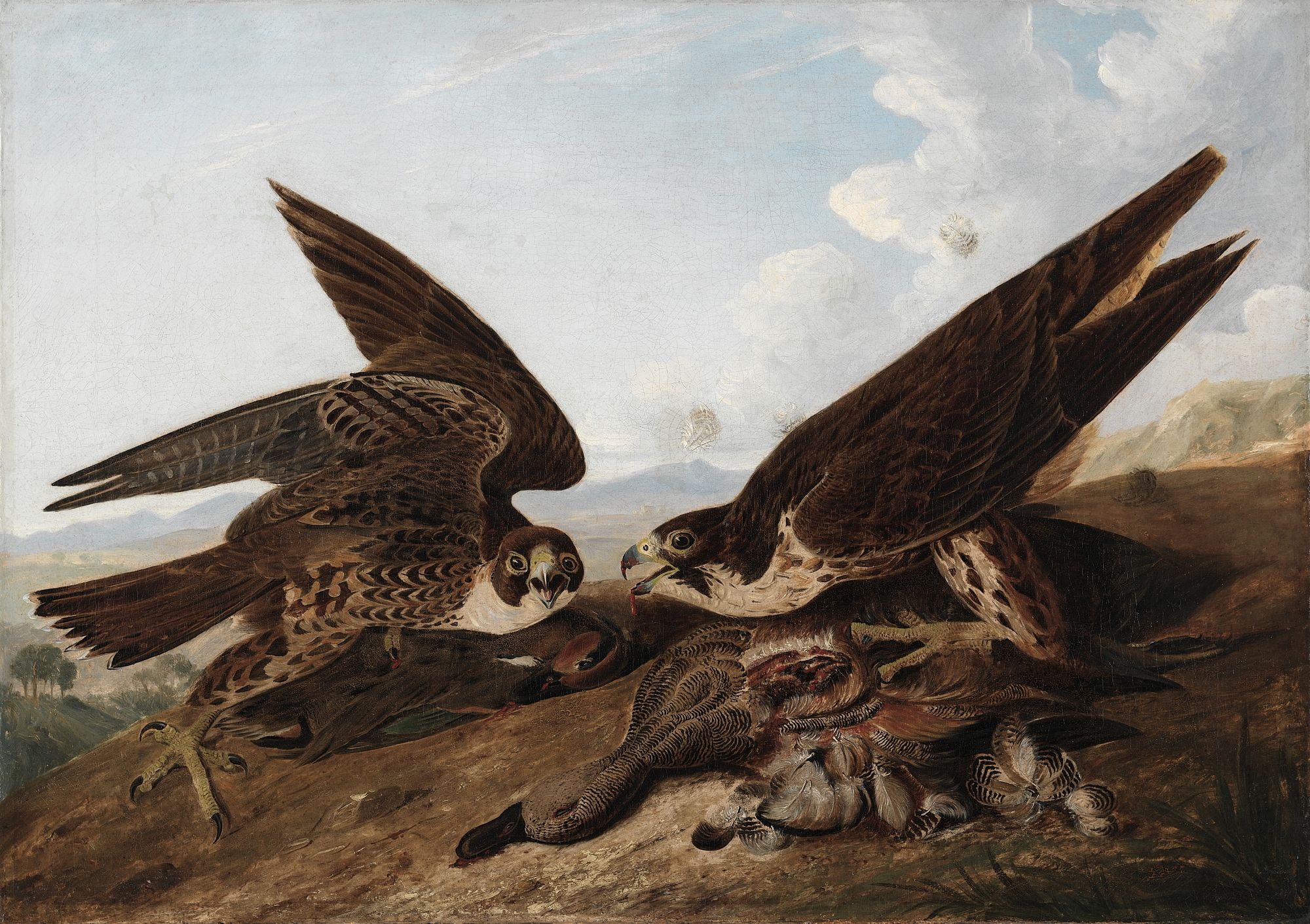 Peregrine Falcons (Duck Hawks) (c. 1827)