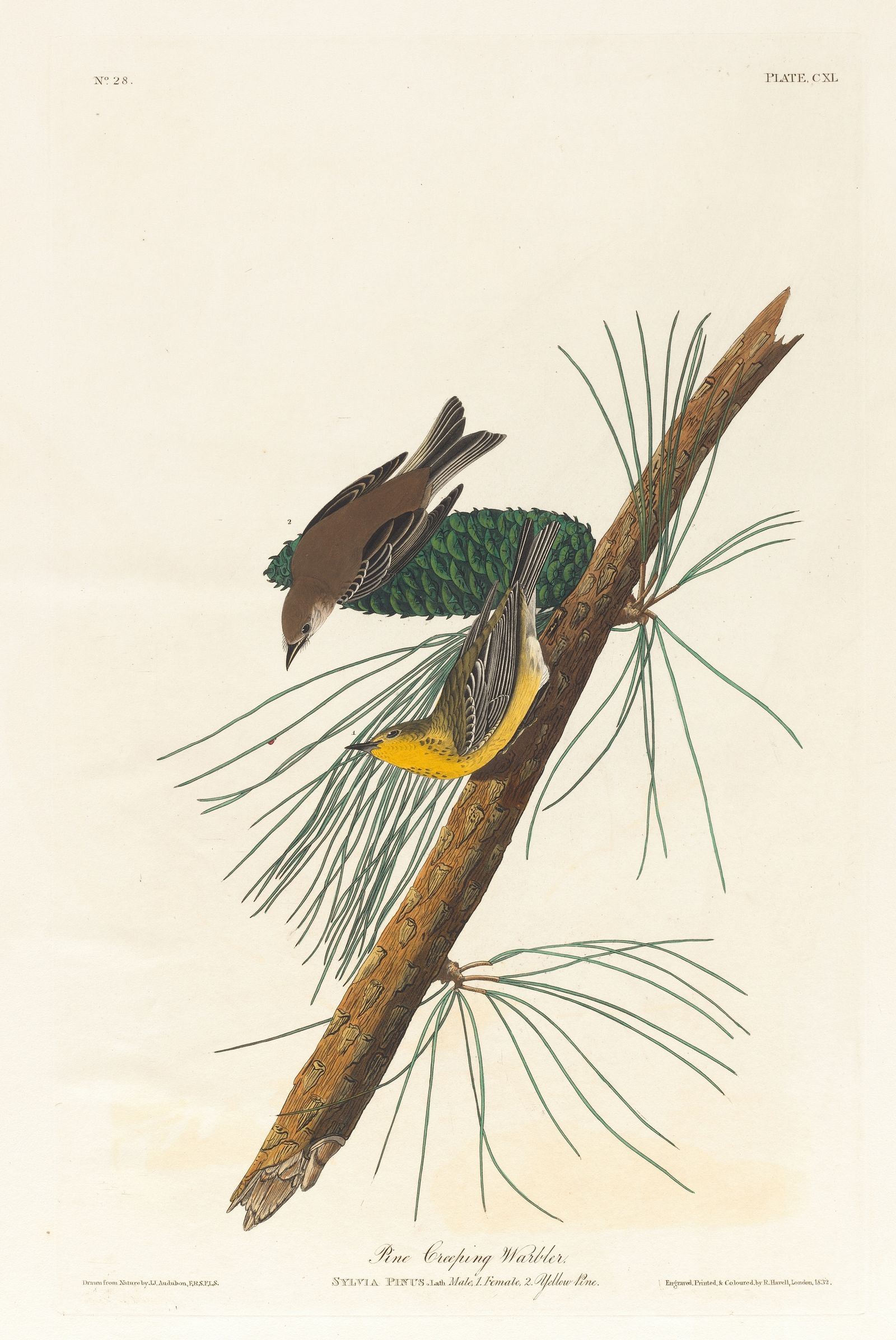 Pine creeping warbler (1827–1838)