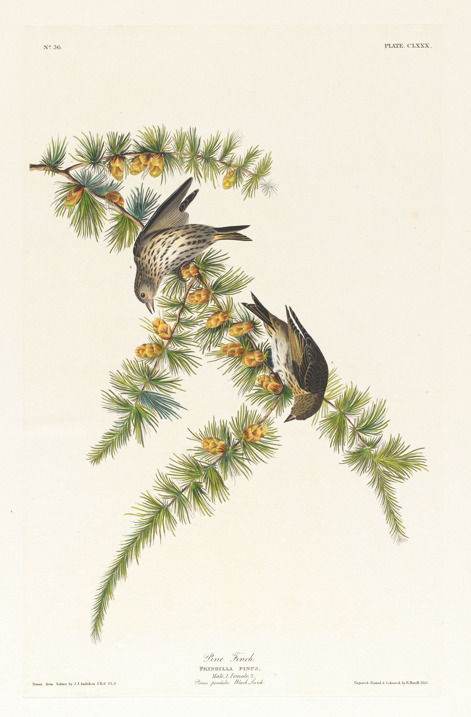 Pine finch (1827–1838)