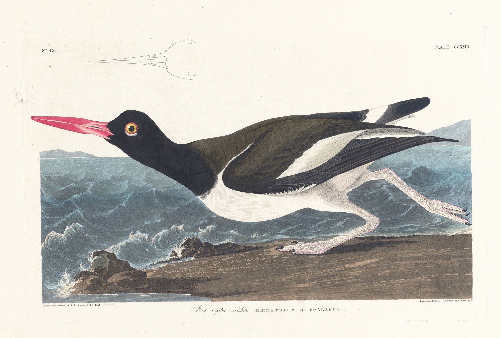 Pied oyster-catcher (1827–1838)