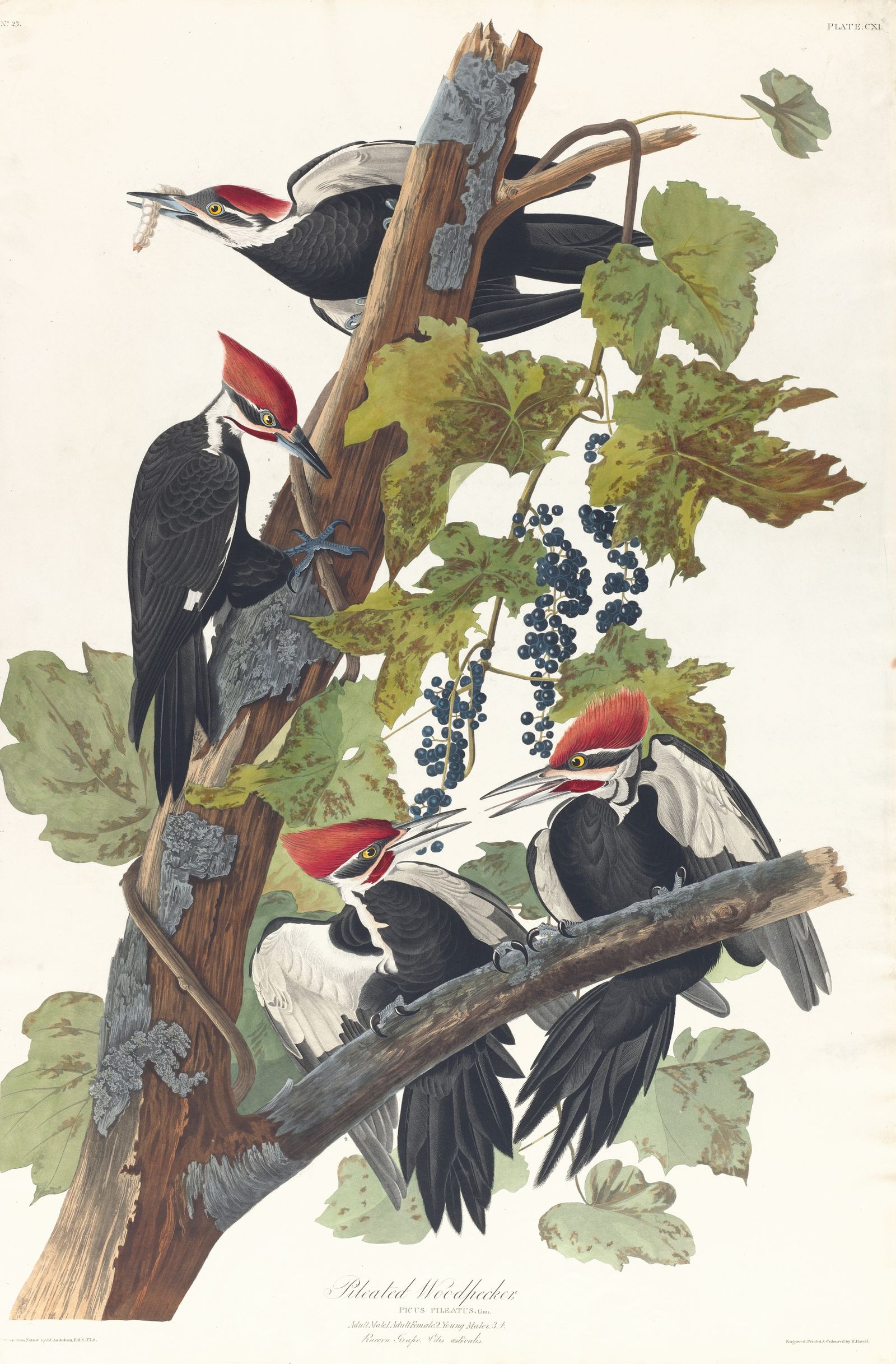 Pileated woodpecker (1827–1838)