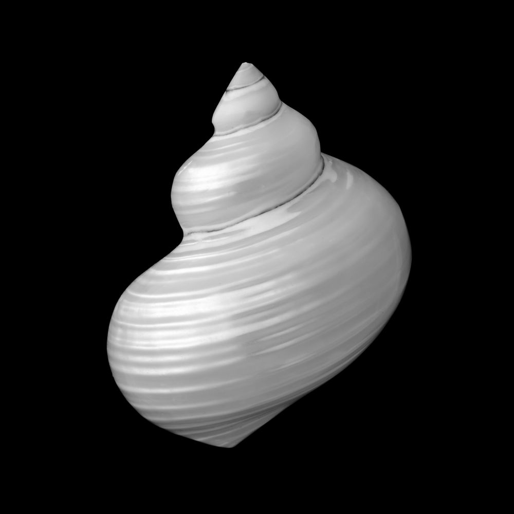 Polished Turban Shell | Framer Gallery | Framed Wall Art Prints