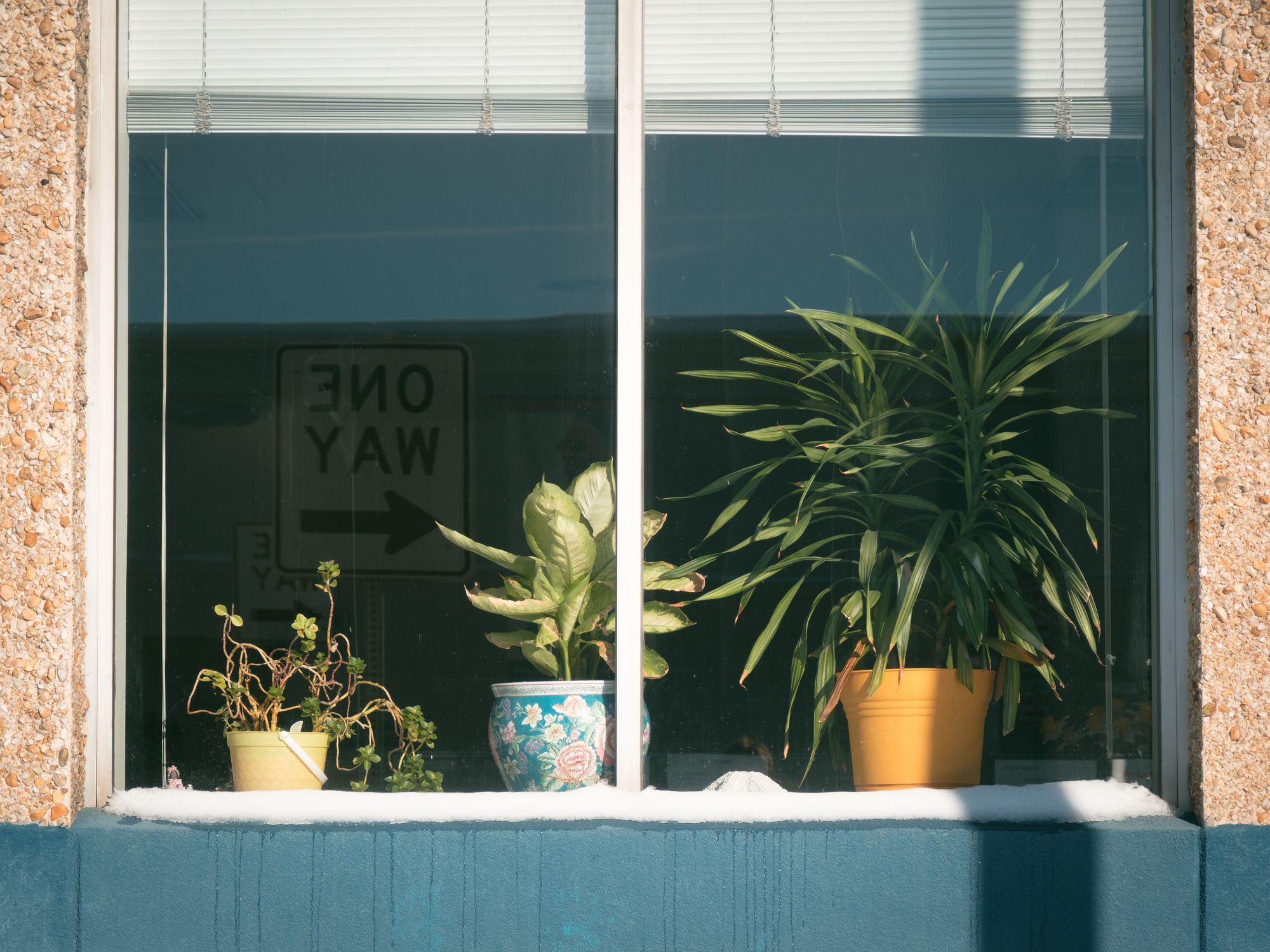 Plants in A Window, Buffalo 01