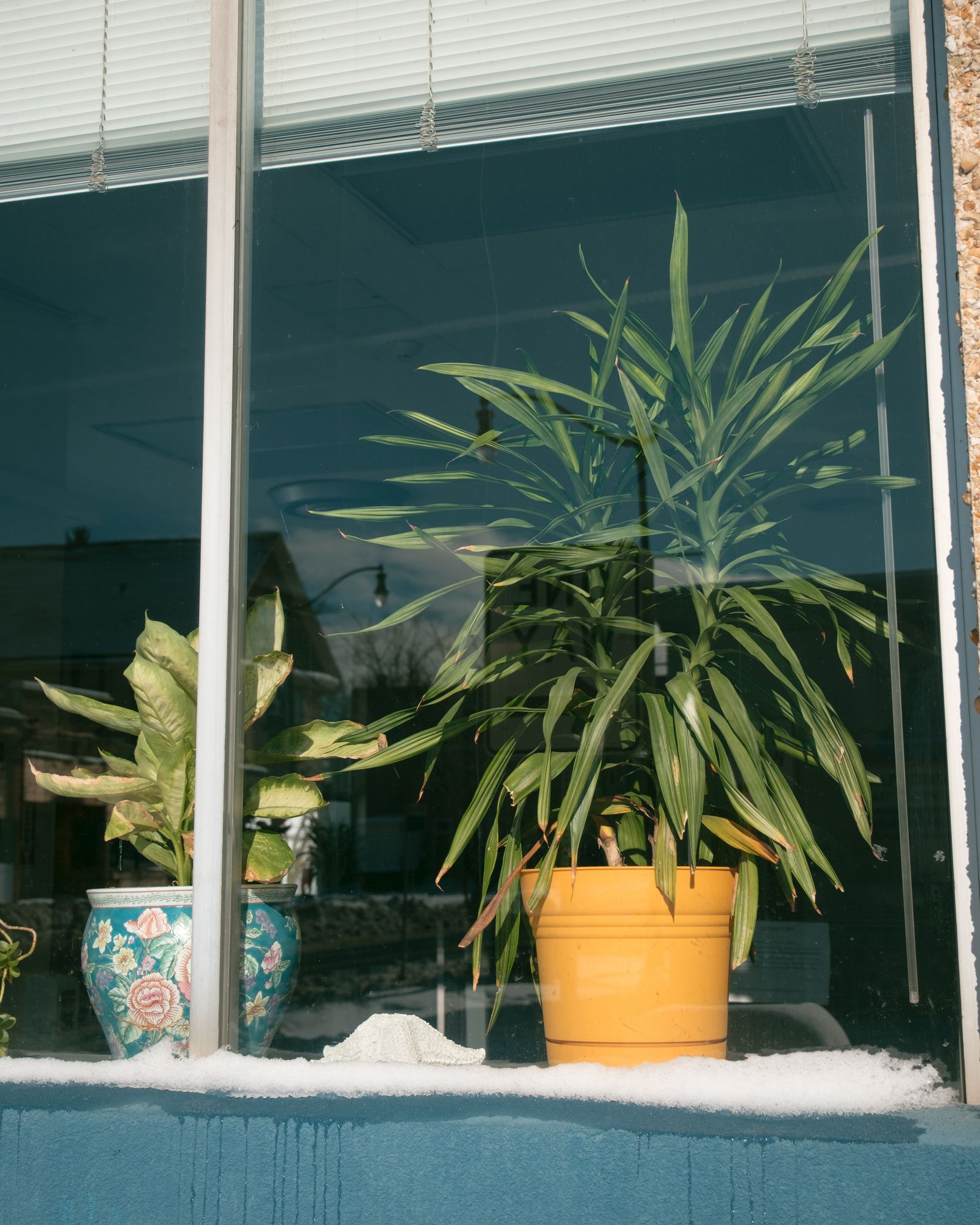 Plants in A Window, Buffalo 02