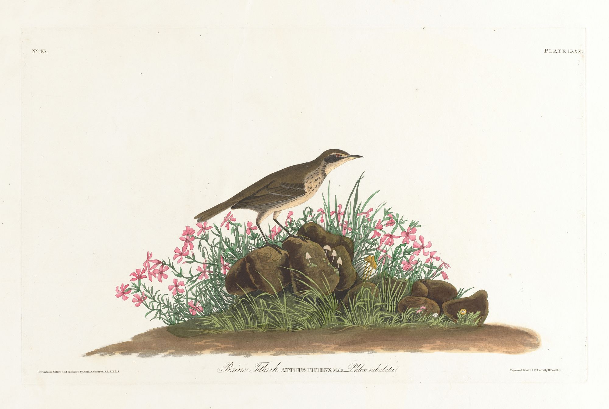 Prairie titlark (1827–1838)