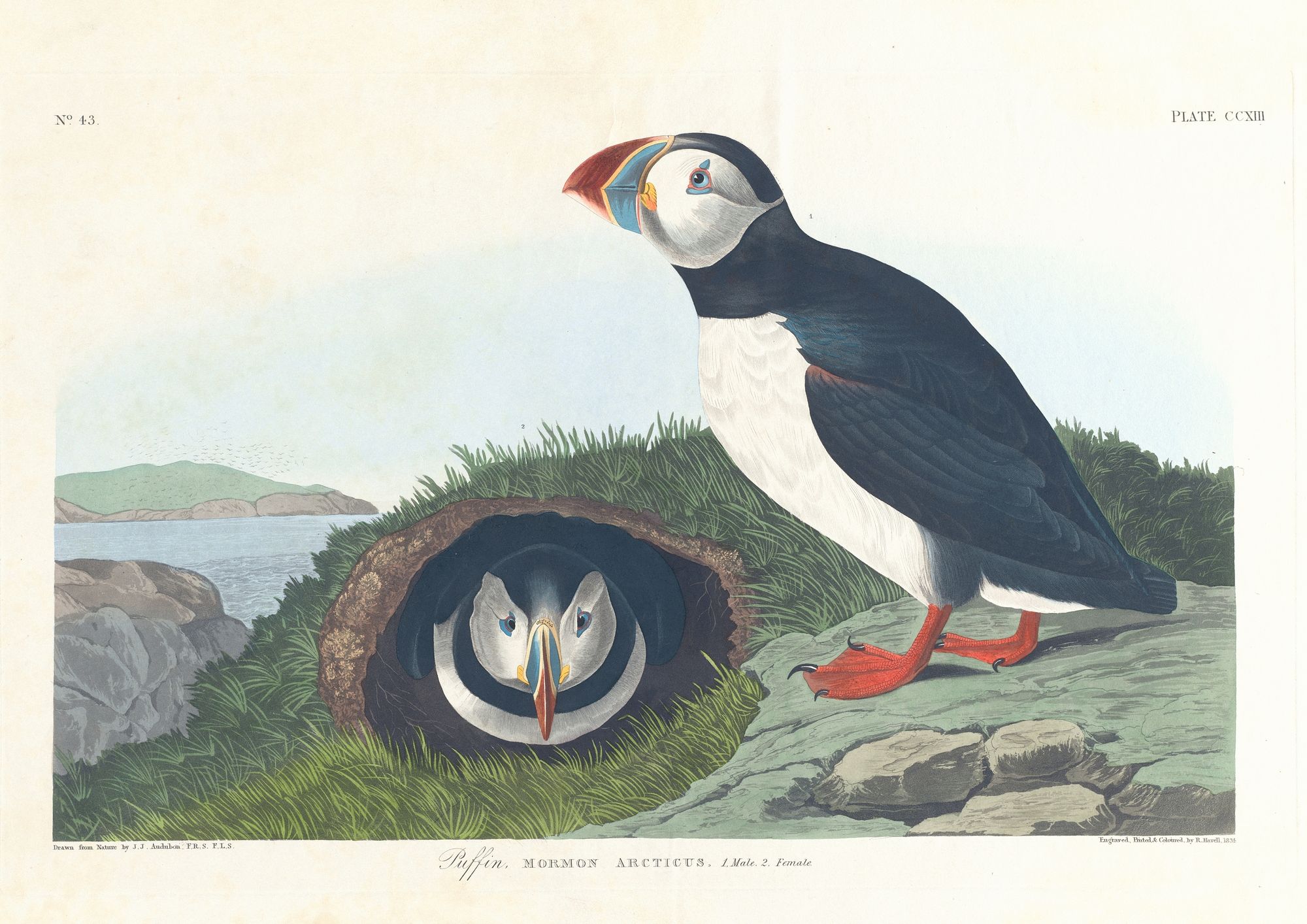 Puffin (1827–1838)