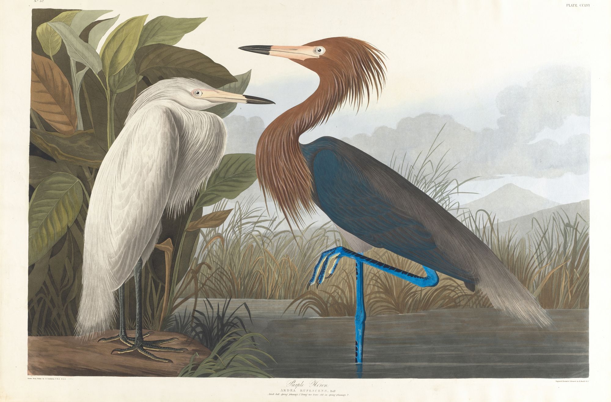Purple heron (1827–1838)