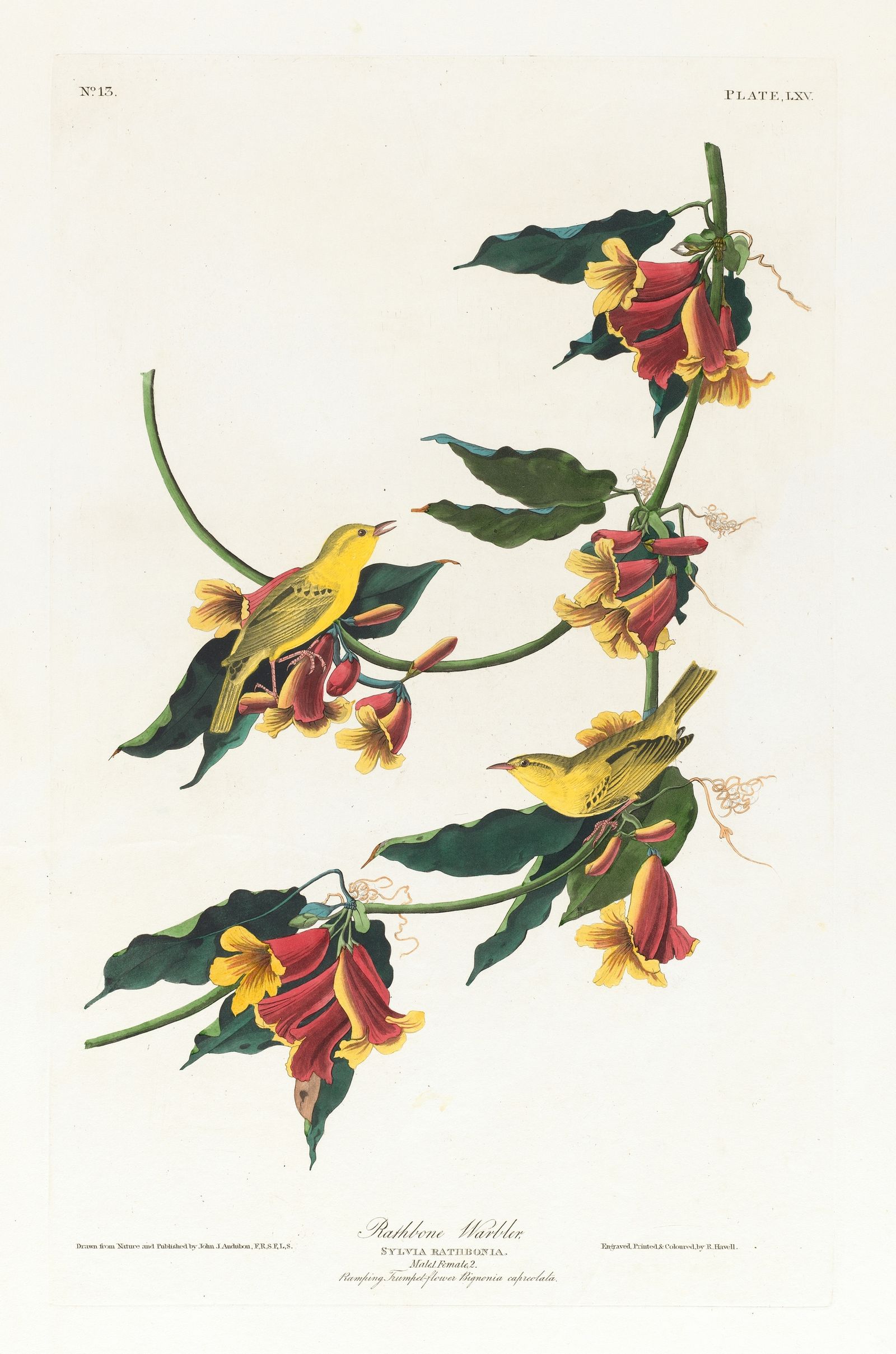 Rathbone warbler (1827–1838)