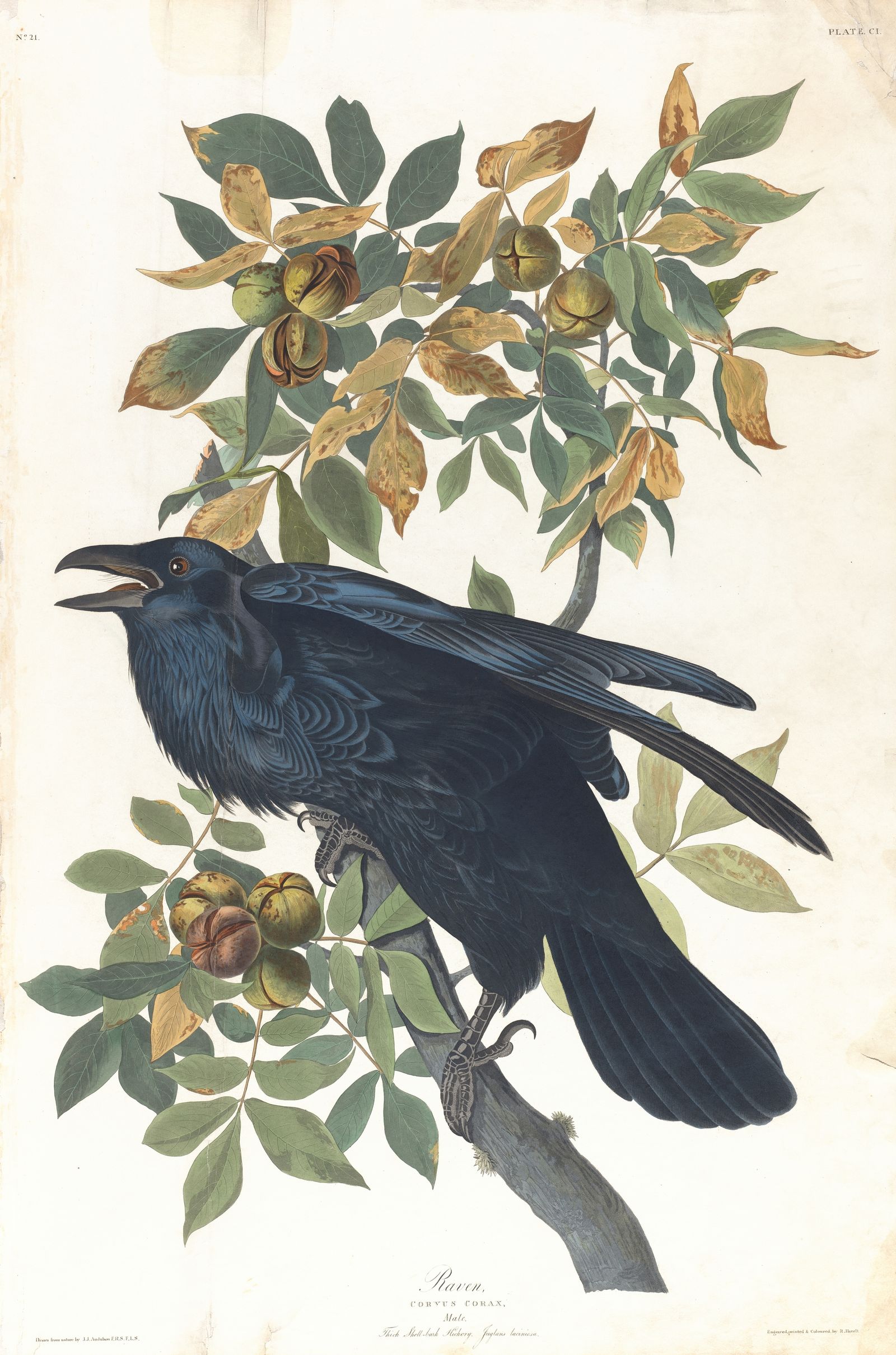 Raven (1827–1838)