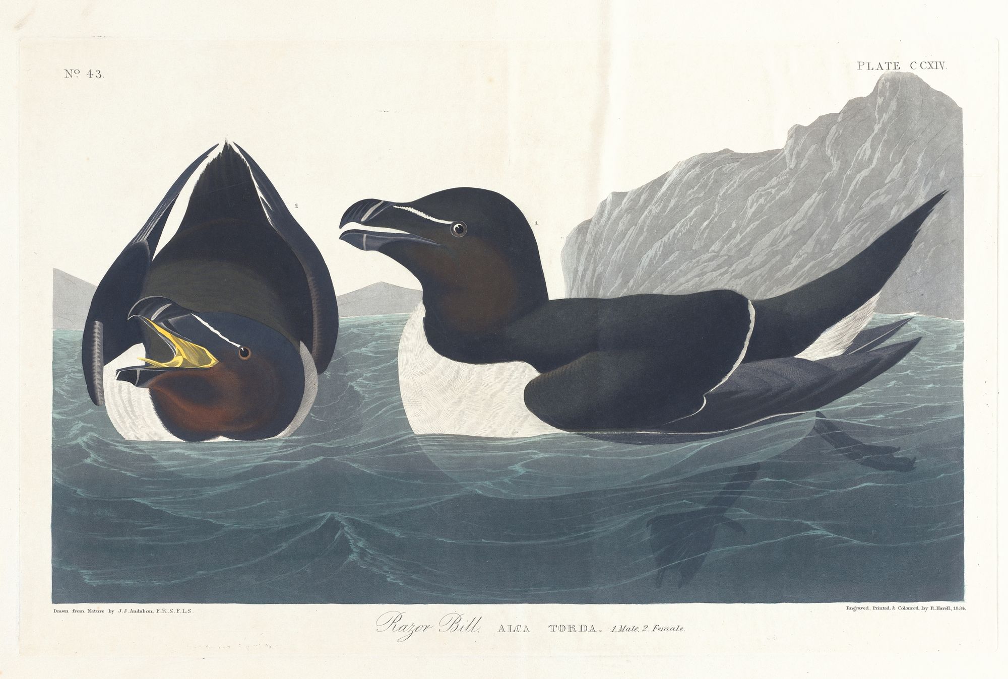 Razor bill (1827–1838)