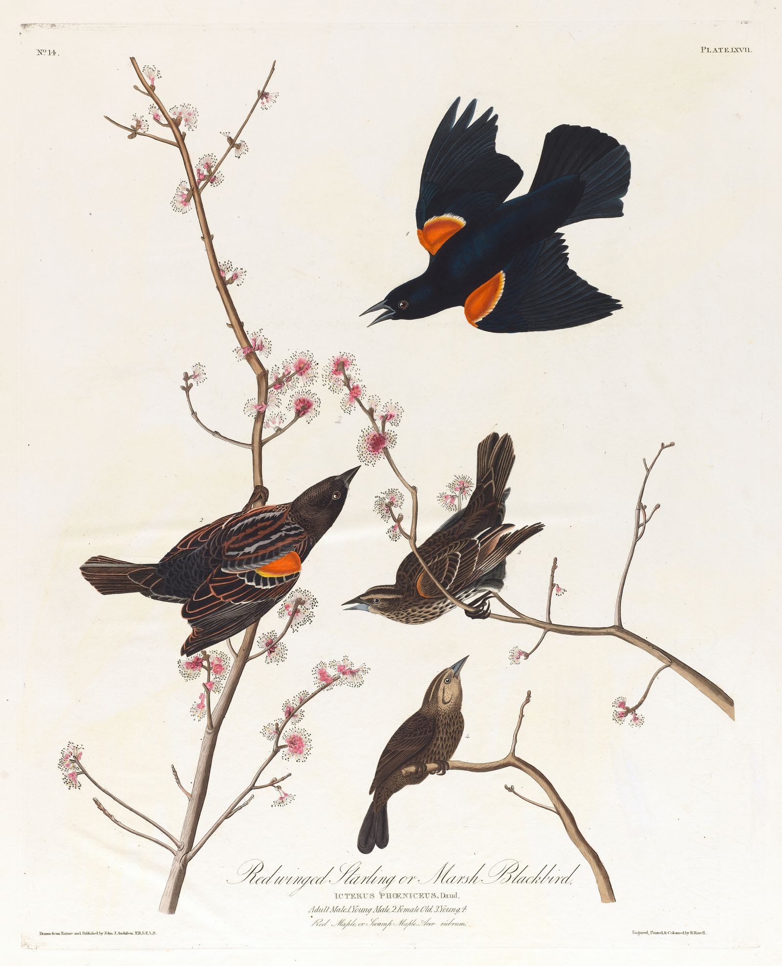 Red winged starling or marsh blackbird (1827–1838)