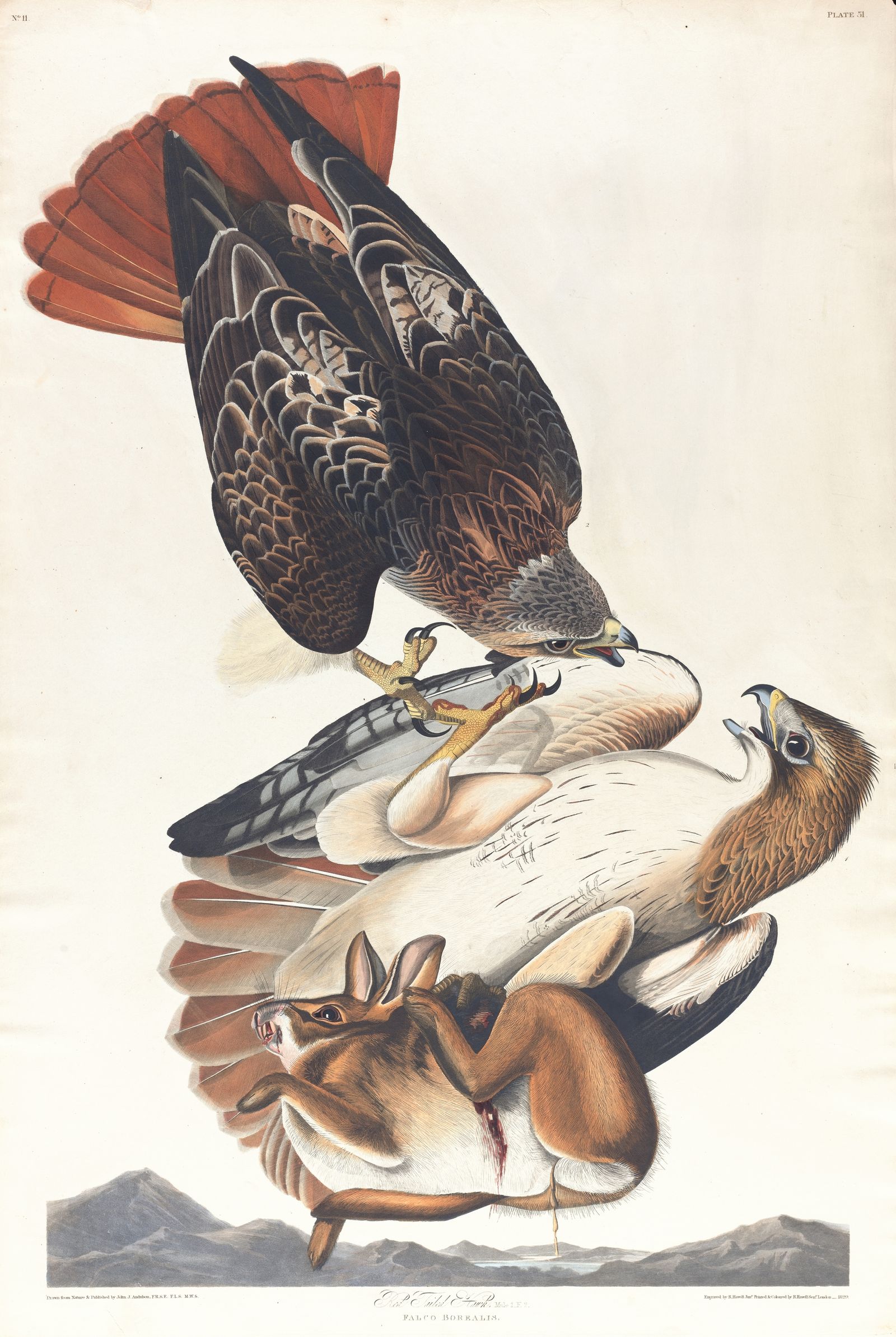 Red tailed hawk (1827–1838)