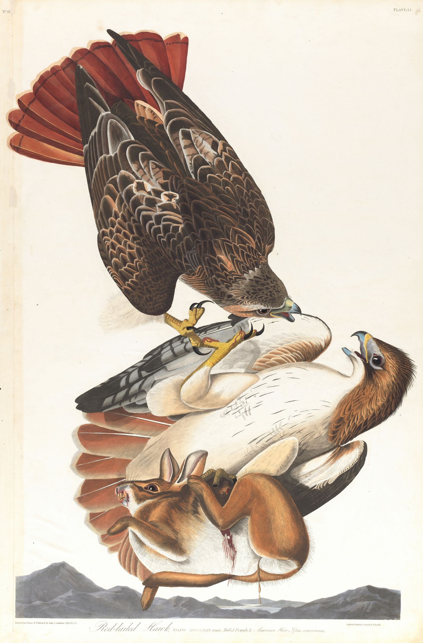 Red-tailed hawk (1827–1838)
