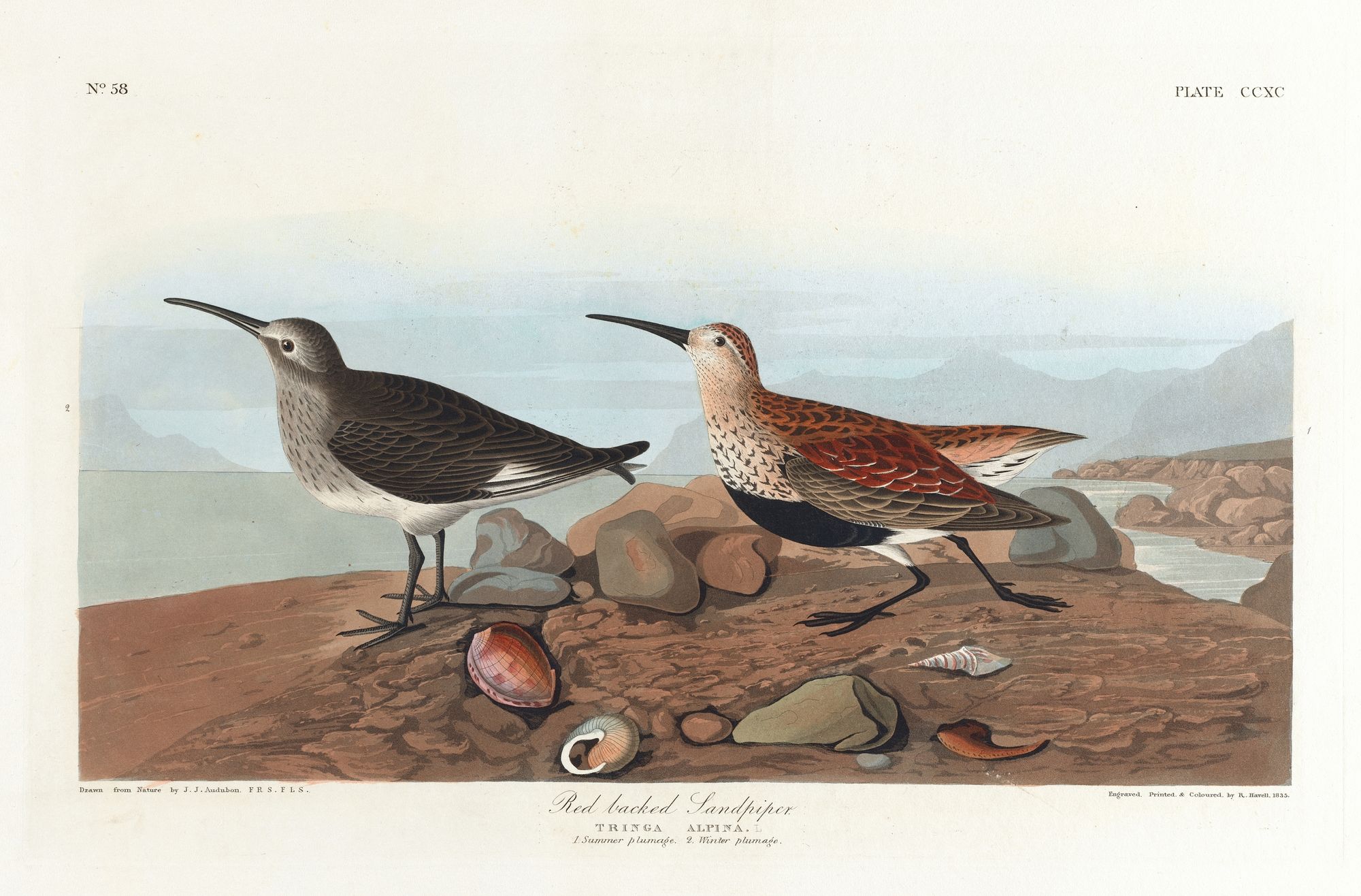 Red-backed sandpiper (1827–1838)