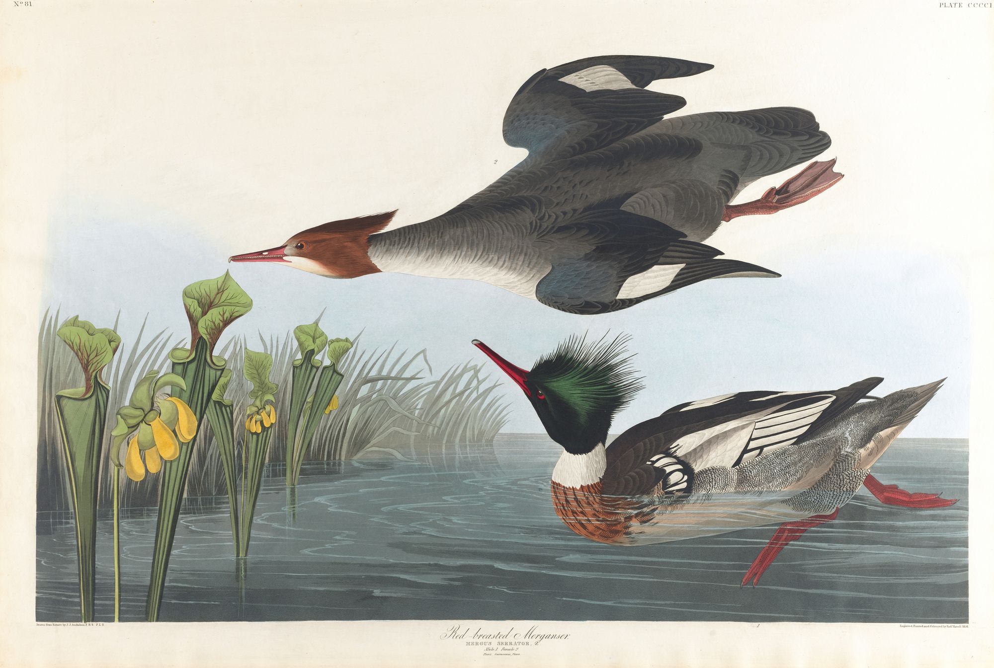 Red-breasted merganser (1827–1838)