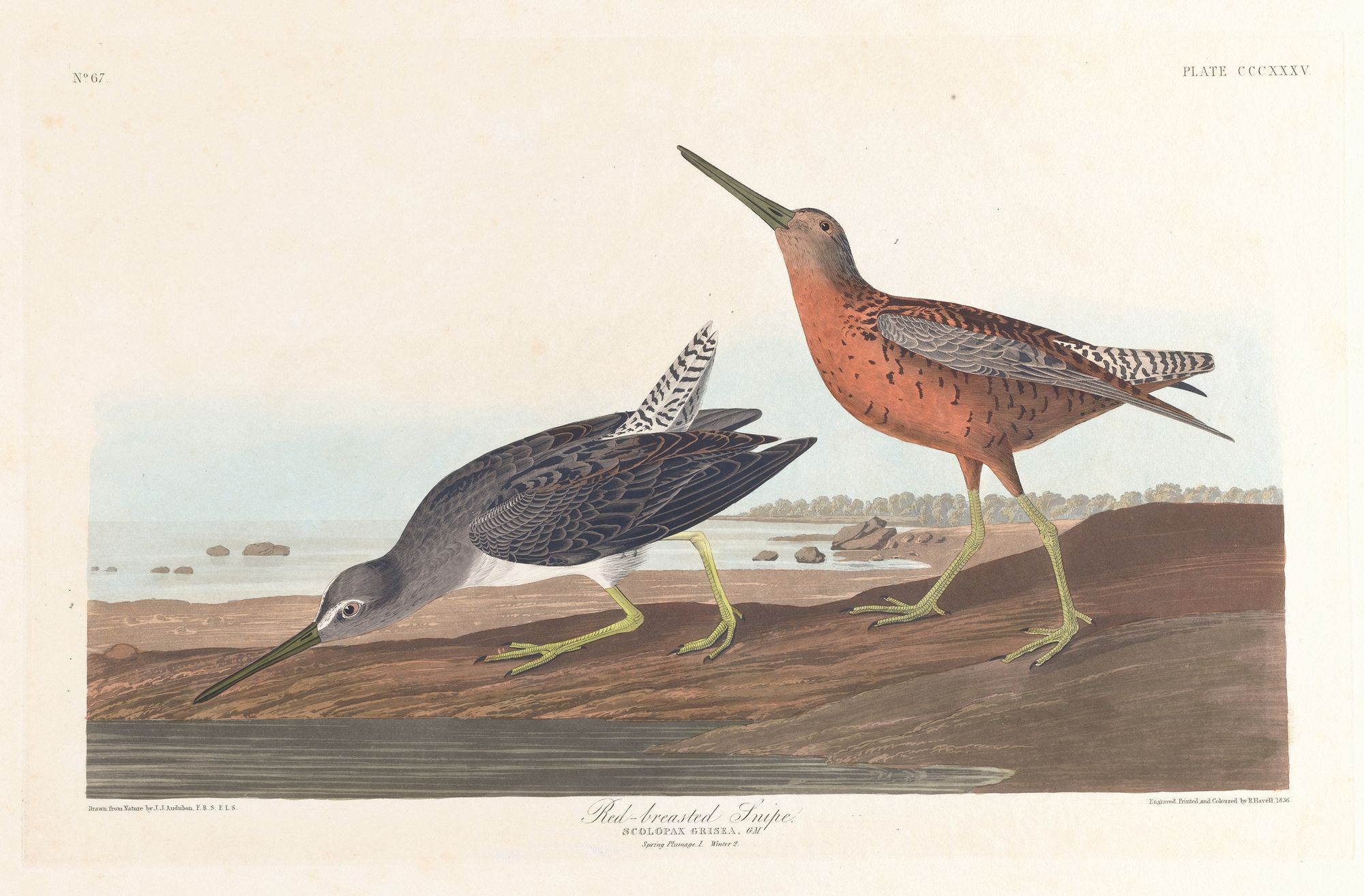 Red-breasted snipe (1827–1838)