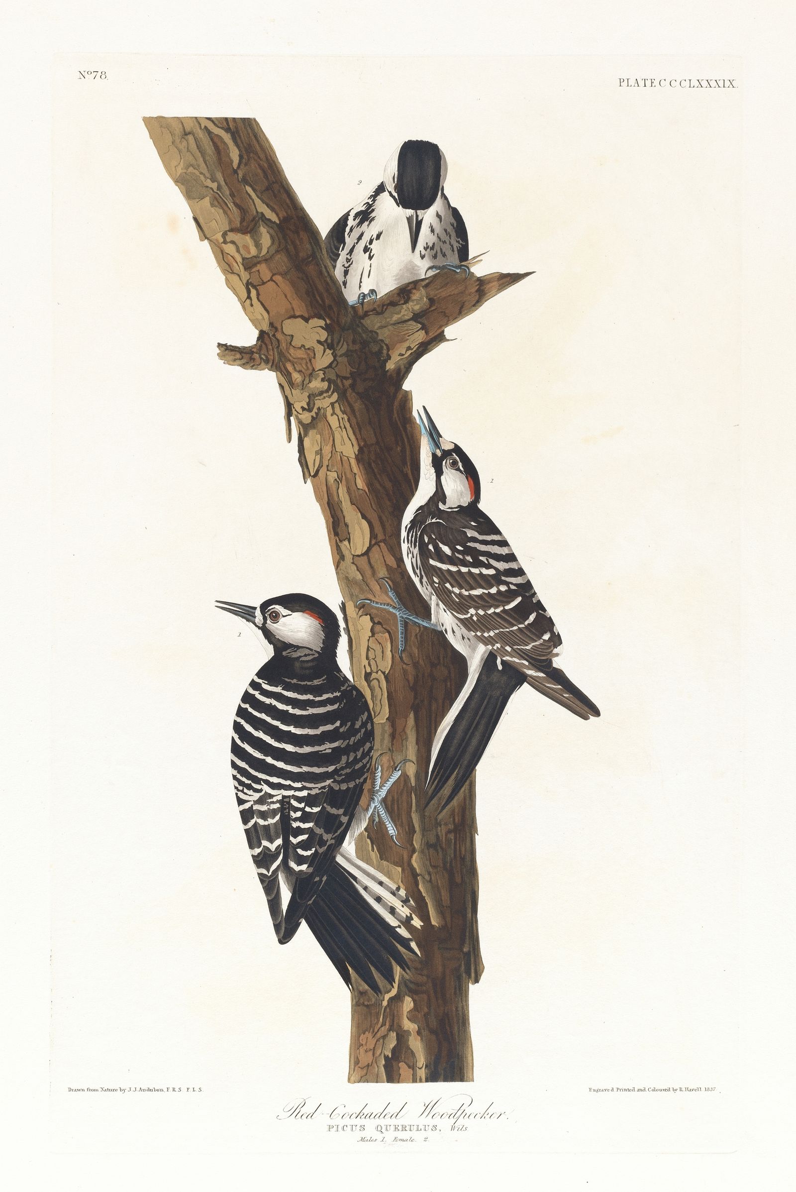 Red-cockaded woodpecker (1827–1838)