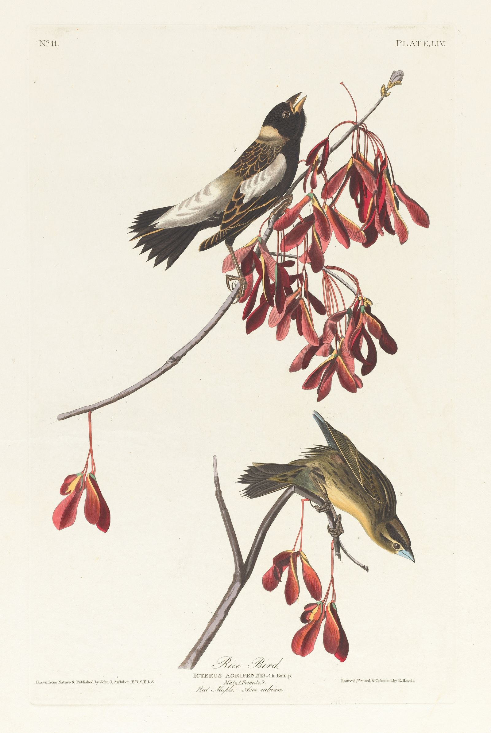 Rice bird (1827–1838)