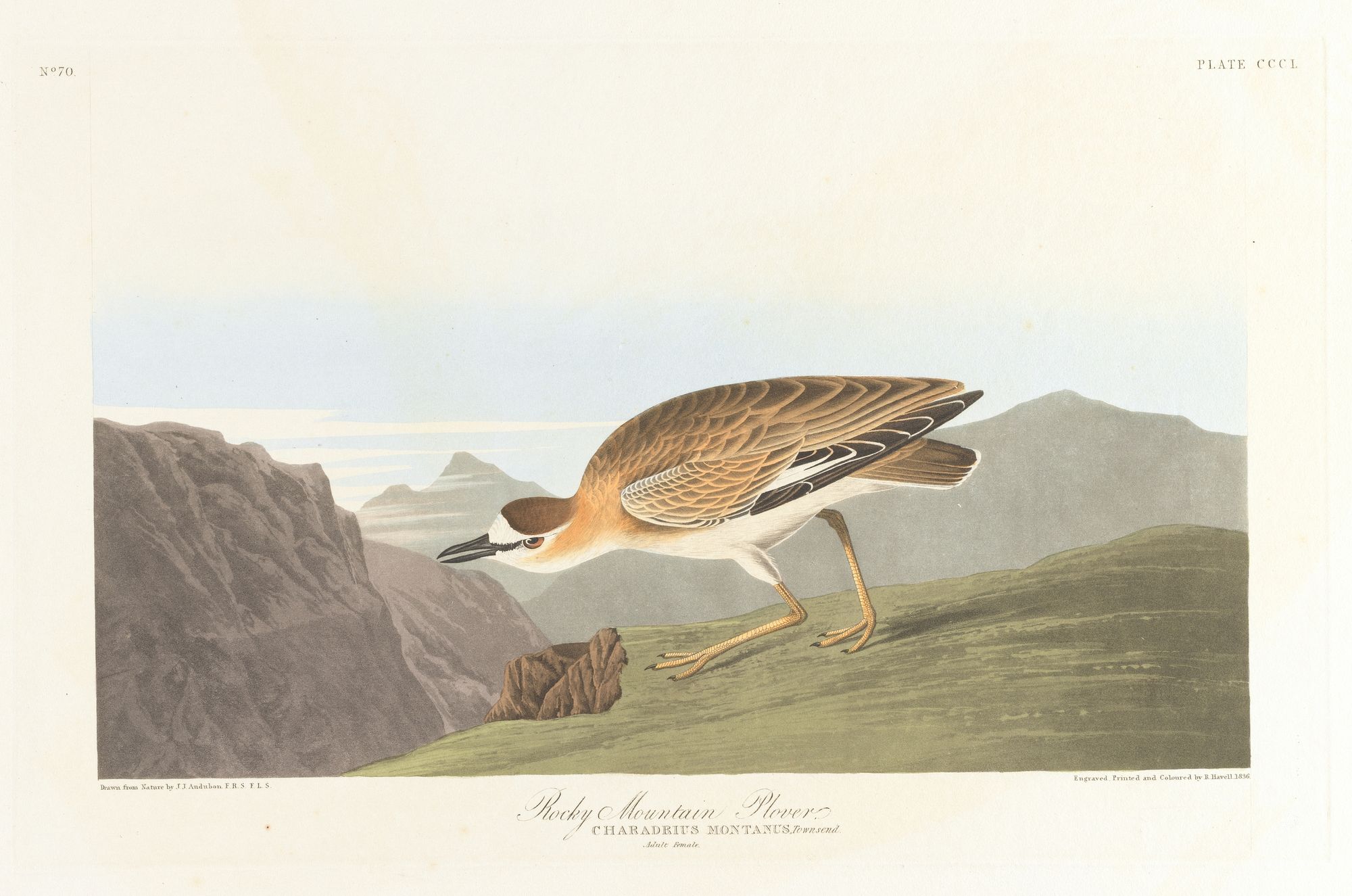 Rocky mountain plover (1827–1838)