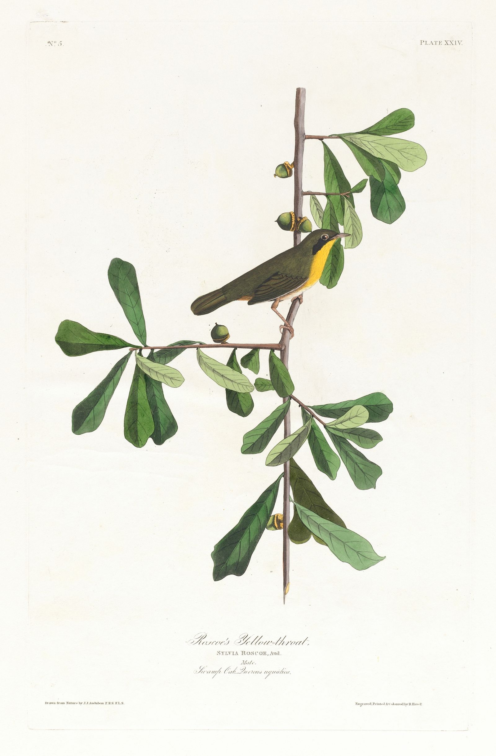 Roscoe’s yellow-throat (1827–1838)