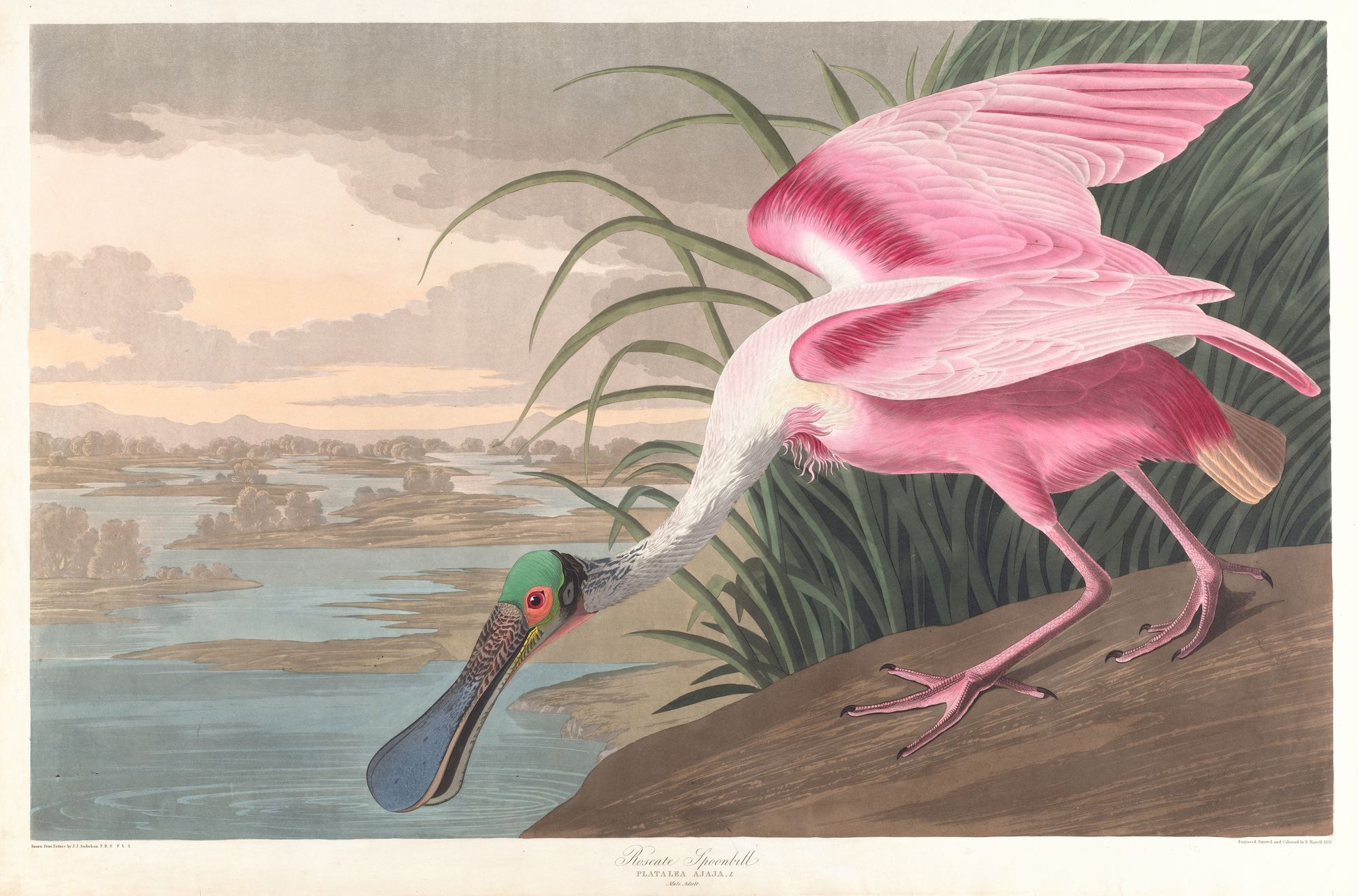 Roseate spoonbill (1827–1838)