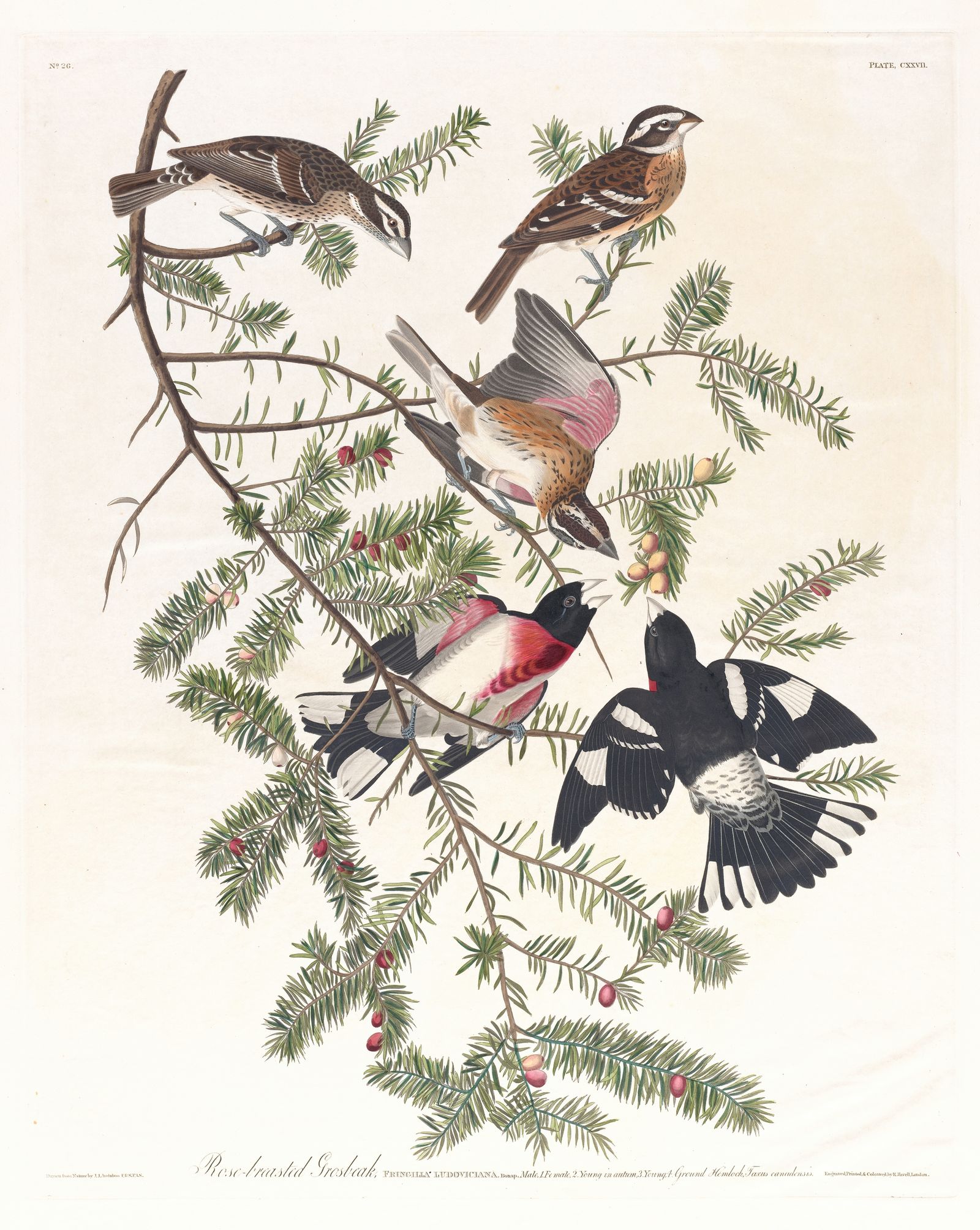 Rose-breasted grosbeak (1827–1838)