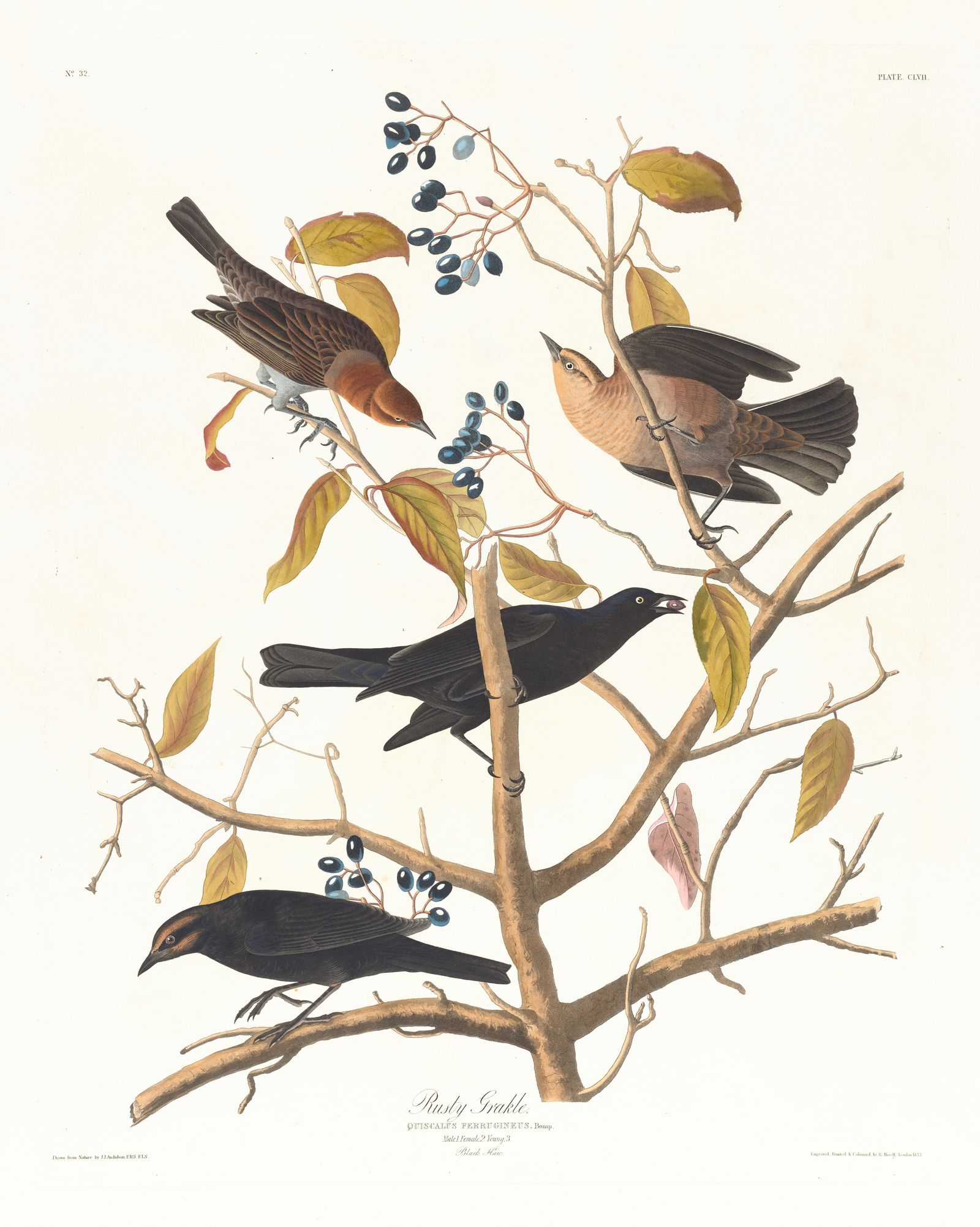 Rusty grakle (1827–1838)