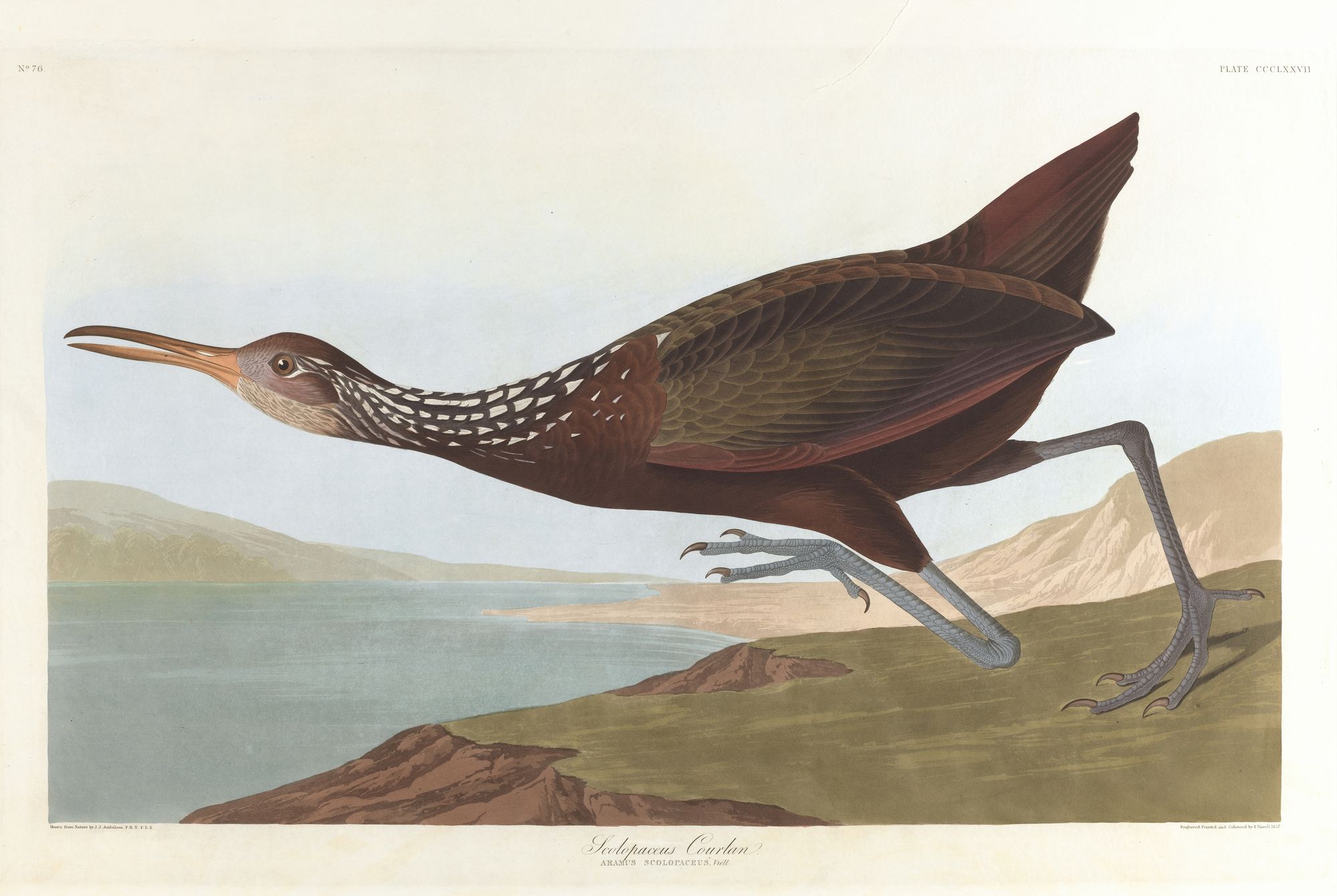 Scolpaceus courlan (1827–1838)