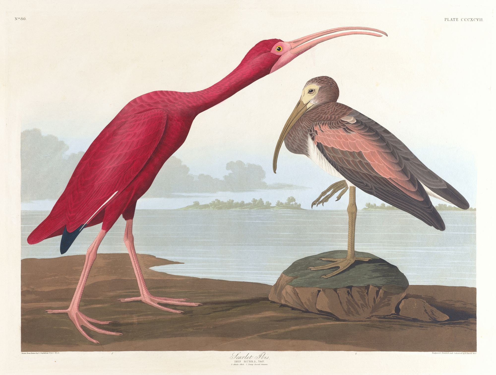 Scarlet ibis (1827–1838)