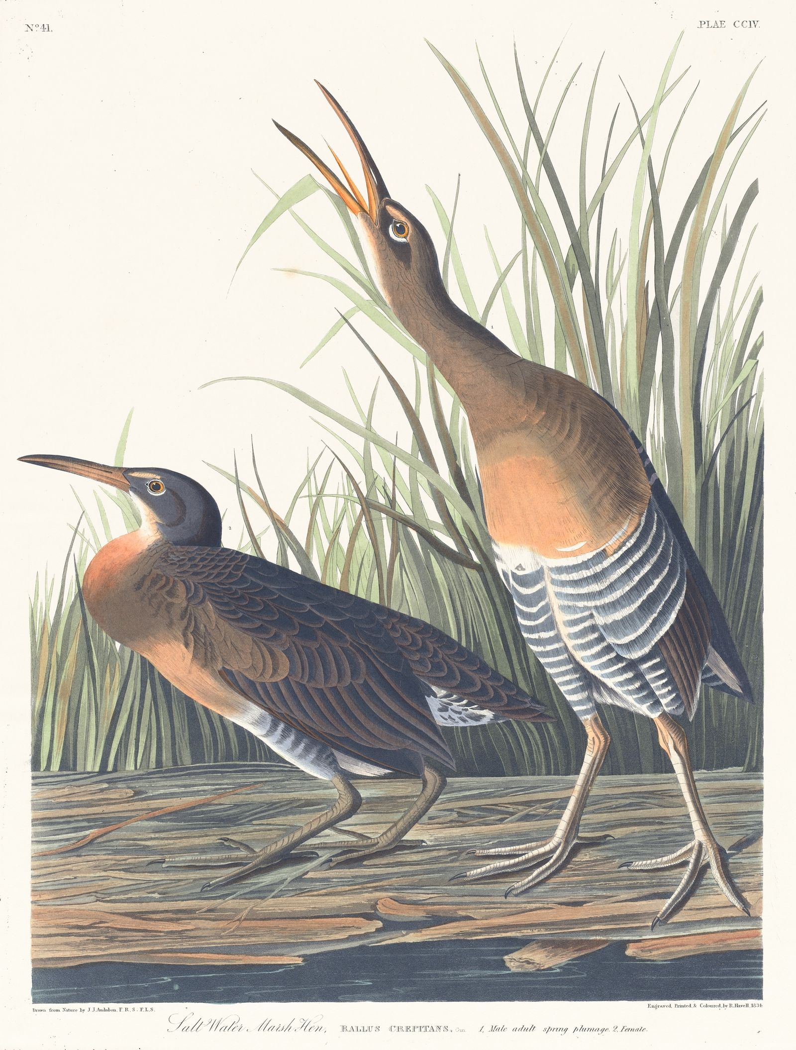 Salt water marsh hen (1827–1838)