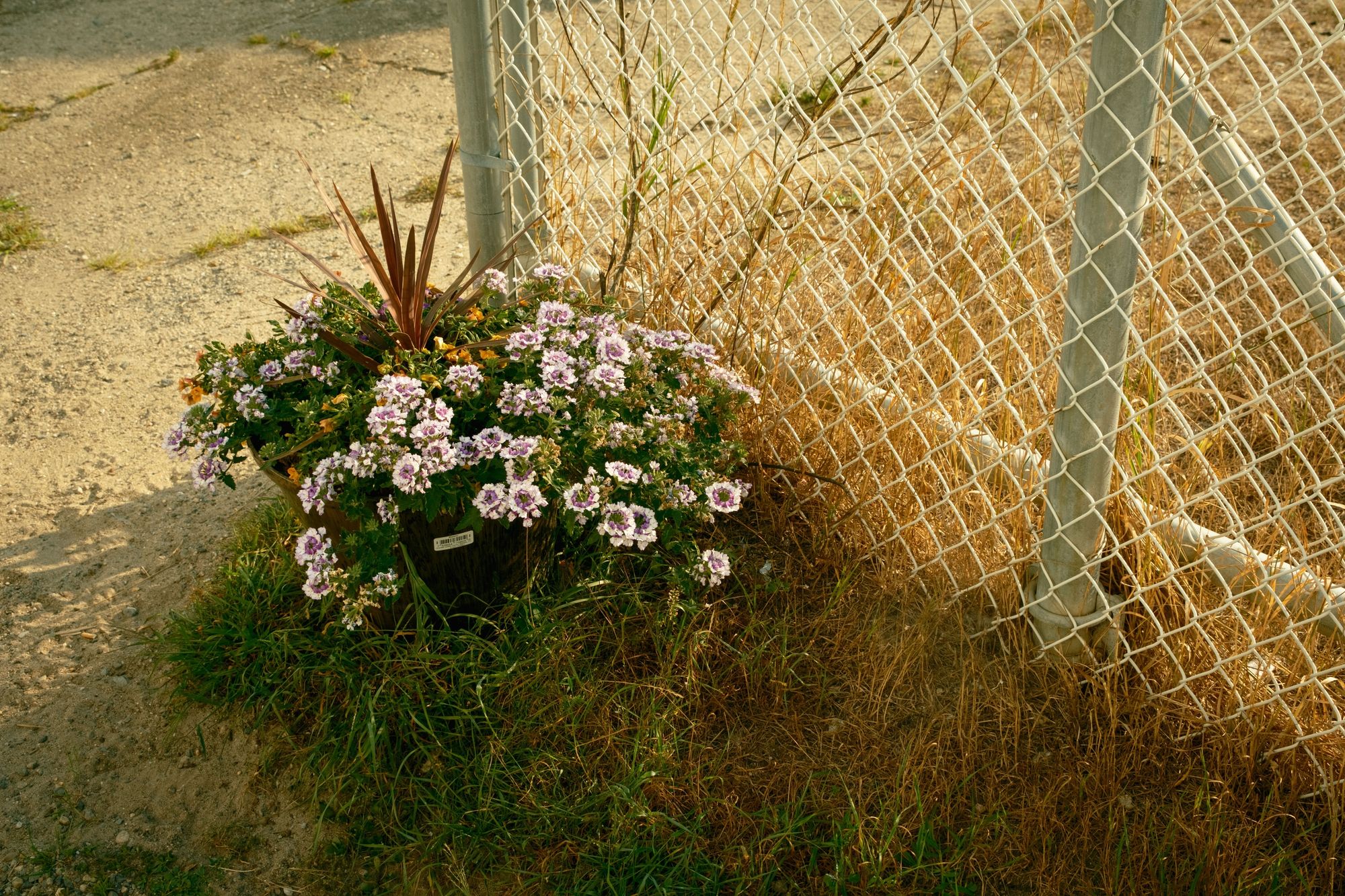 Salisbury Beach Floral