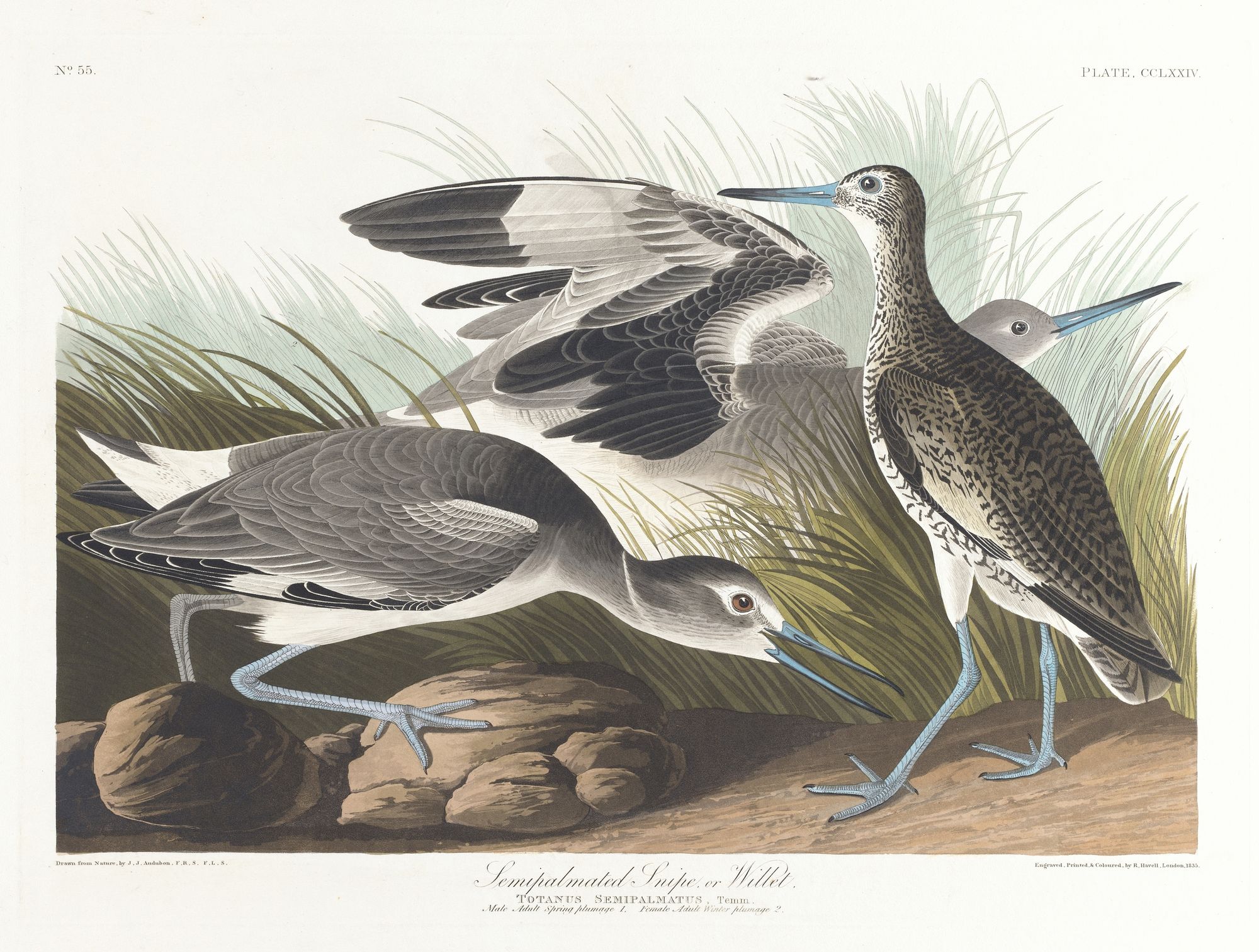 Semipalmated snipe or willet (1827–1838)