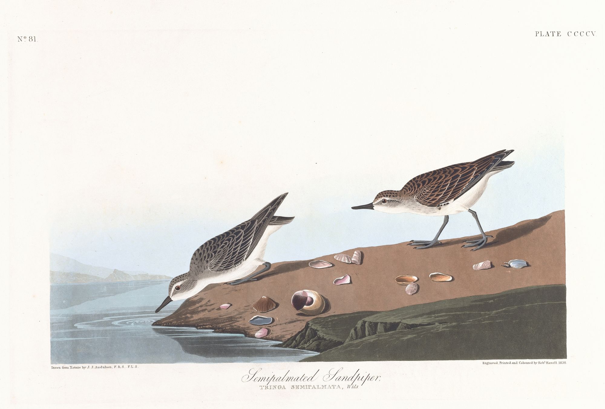 Semipalmated sandpiper (1827–1838)