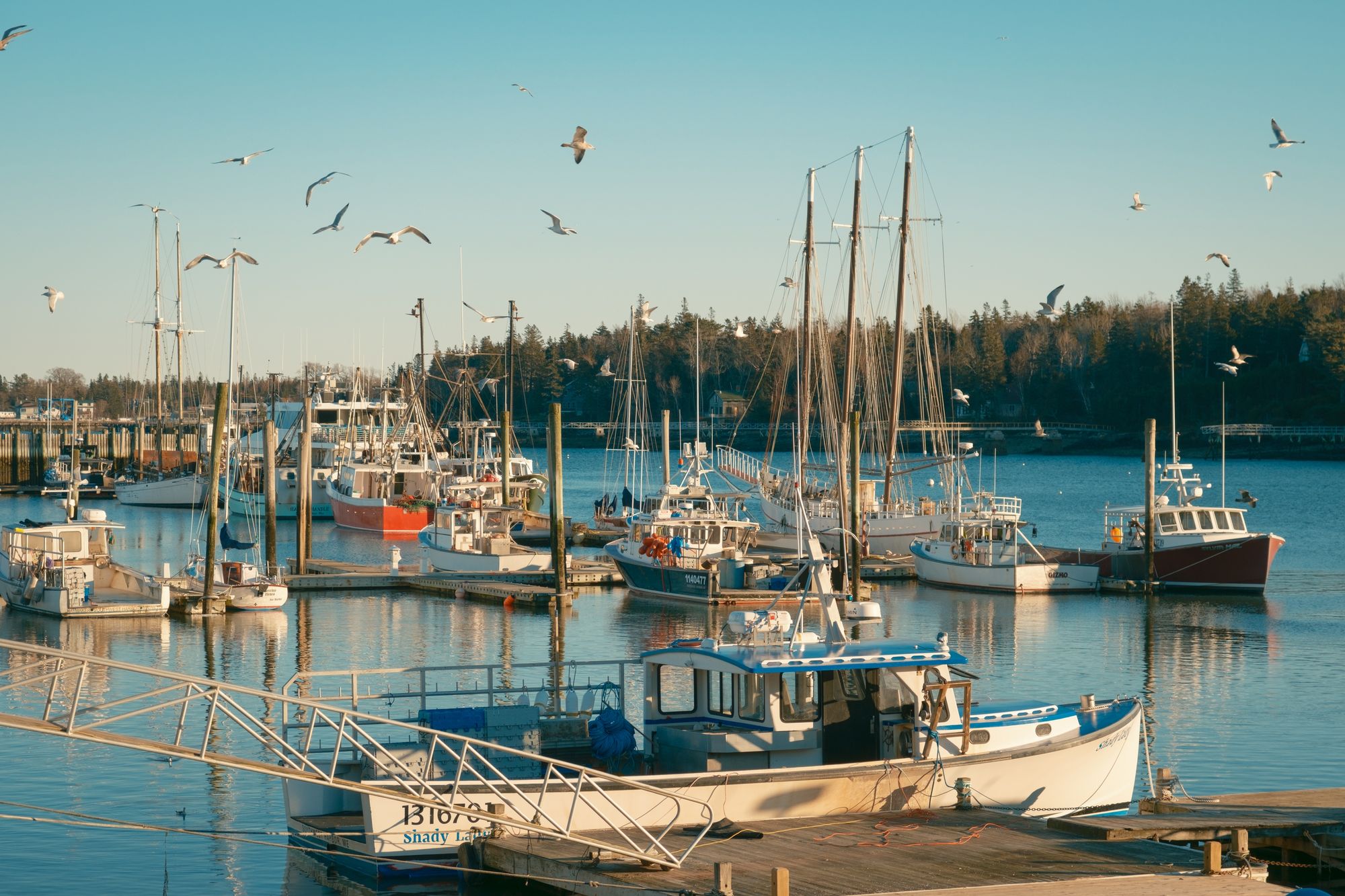 Seagulls in Southwest Harbor