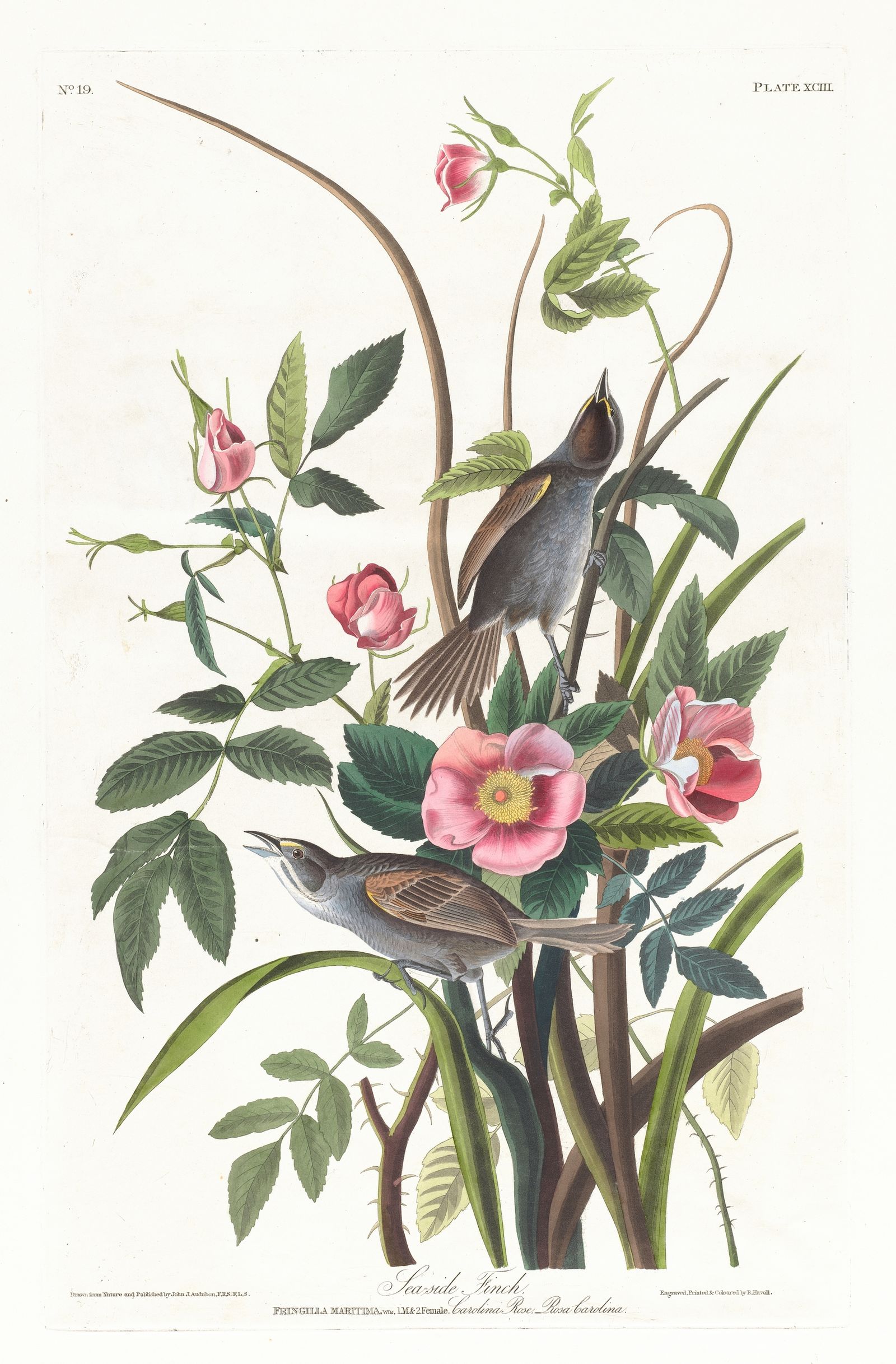 Sea-side finch (1827–1838)