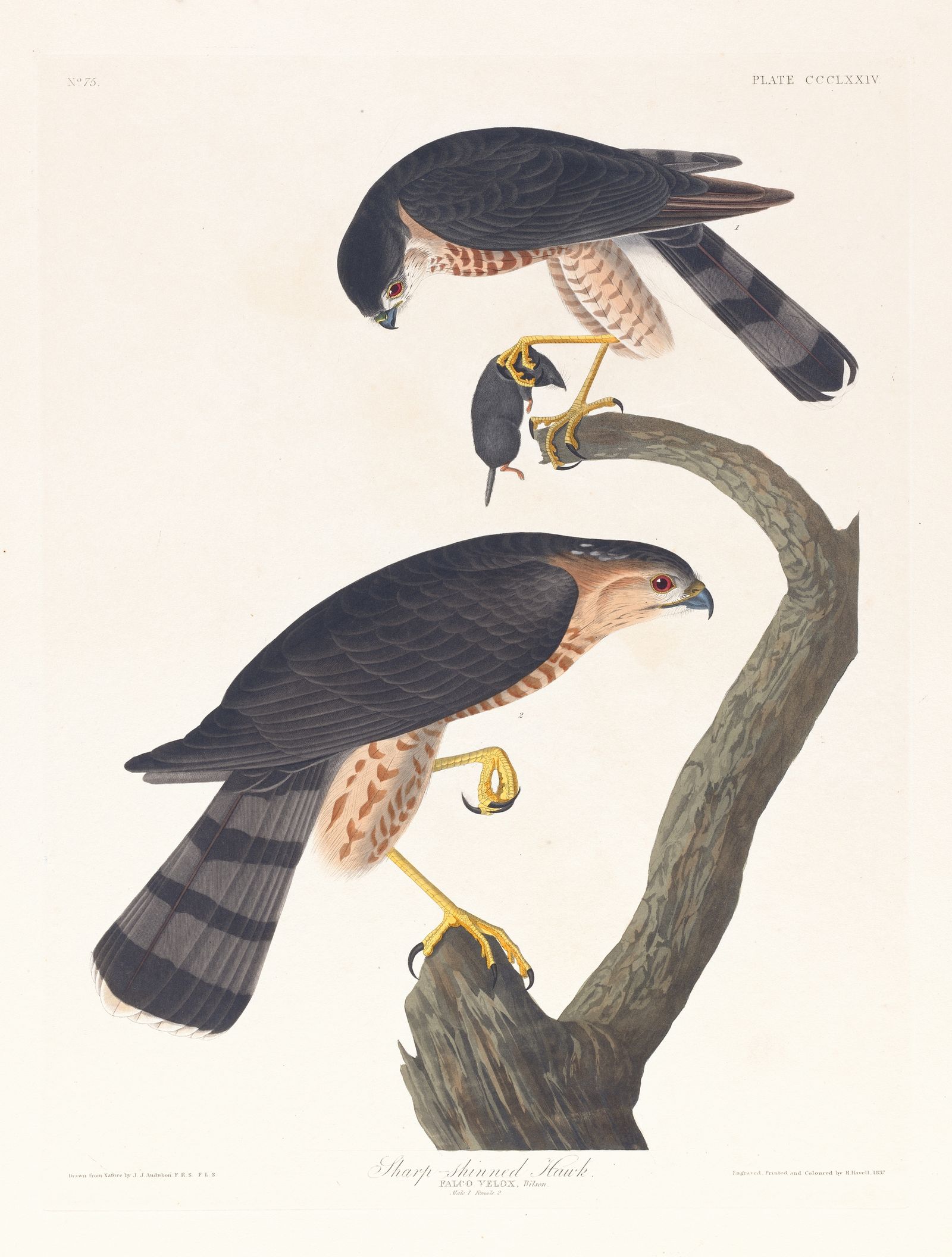 Sharp-skinned hawk (1827–1838)