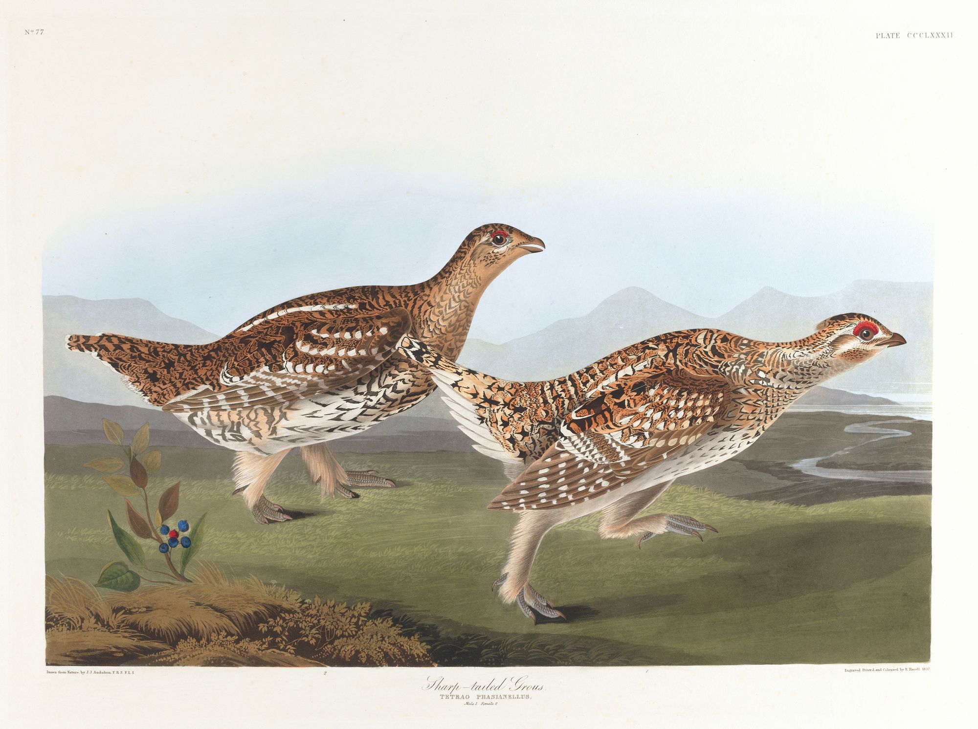 Sharp-tailed grous (1827–1838)