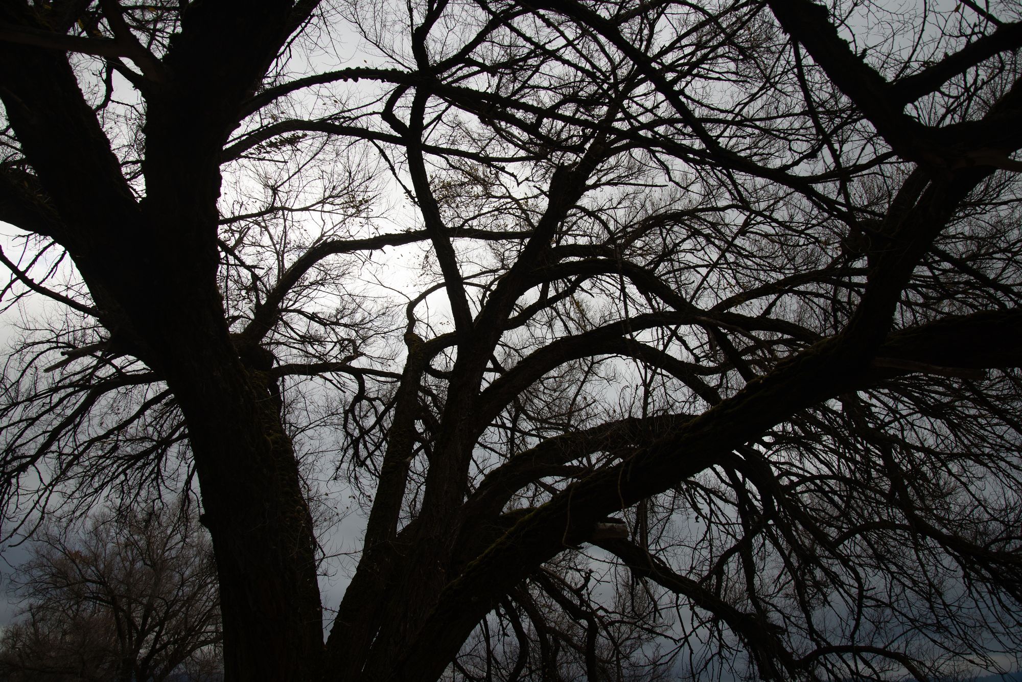 Silhouetted Branches