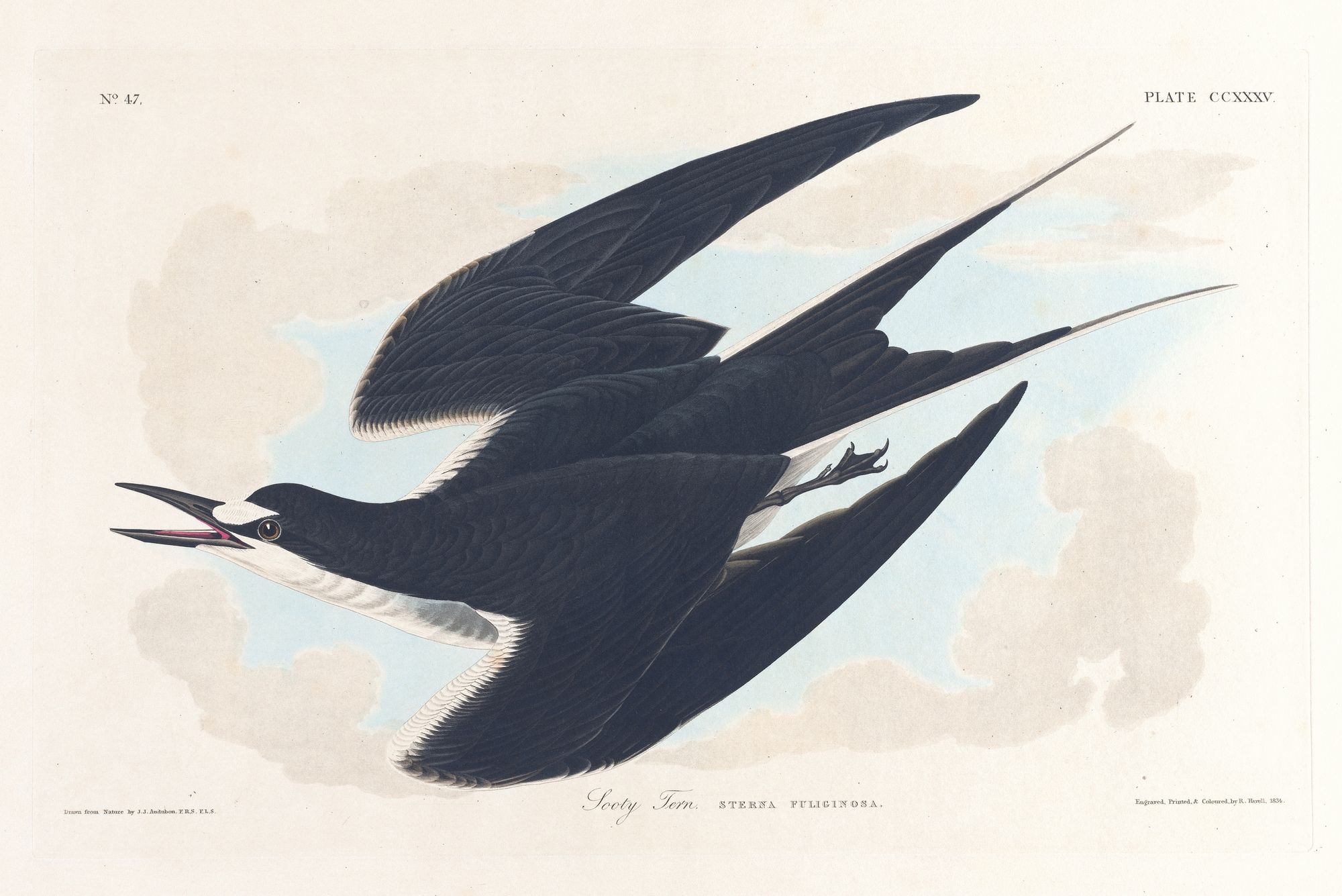 Sooty tern (1827–1838)