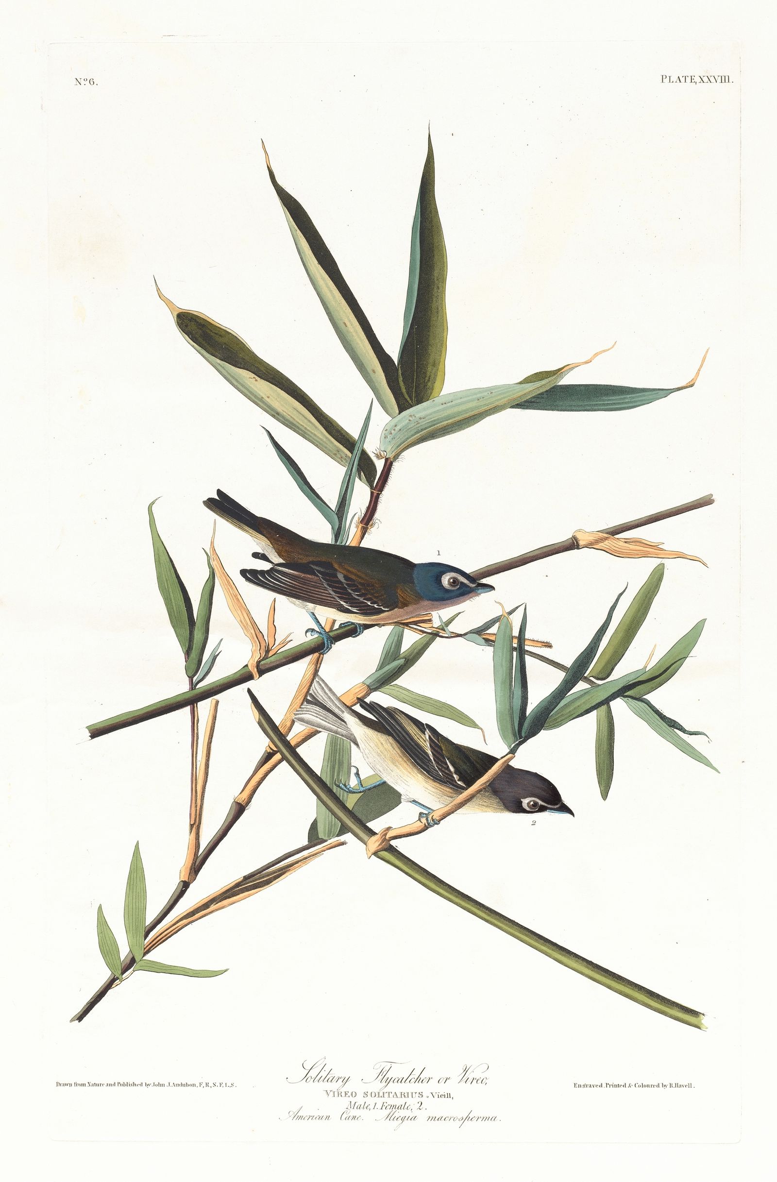 Solitary flycatcher or vireo (1827–1838)
