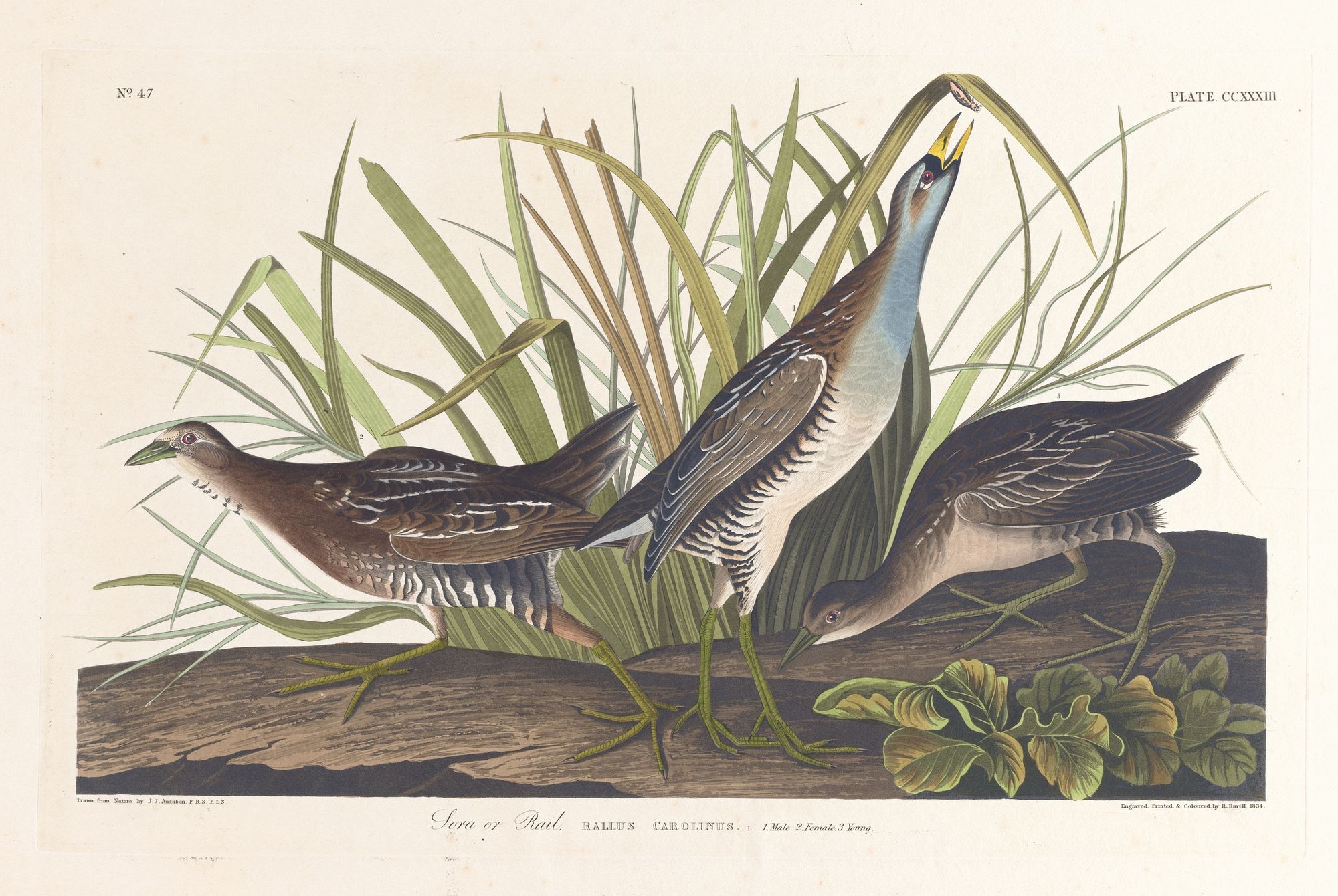 Sora or rail (1827–1838)