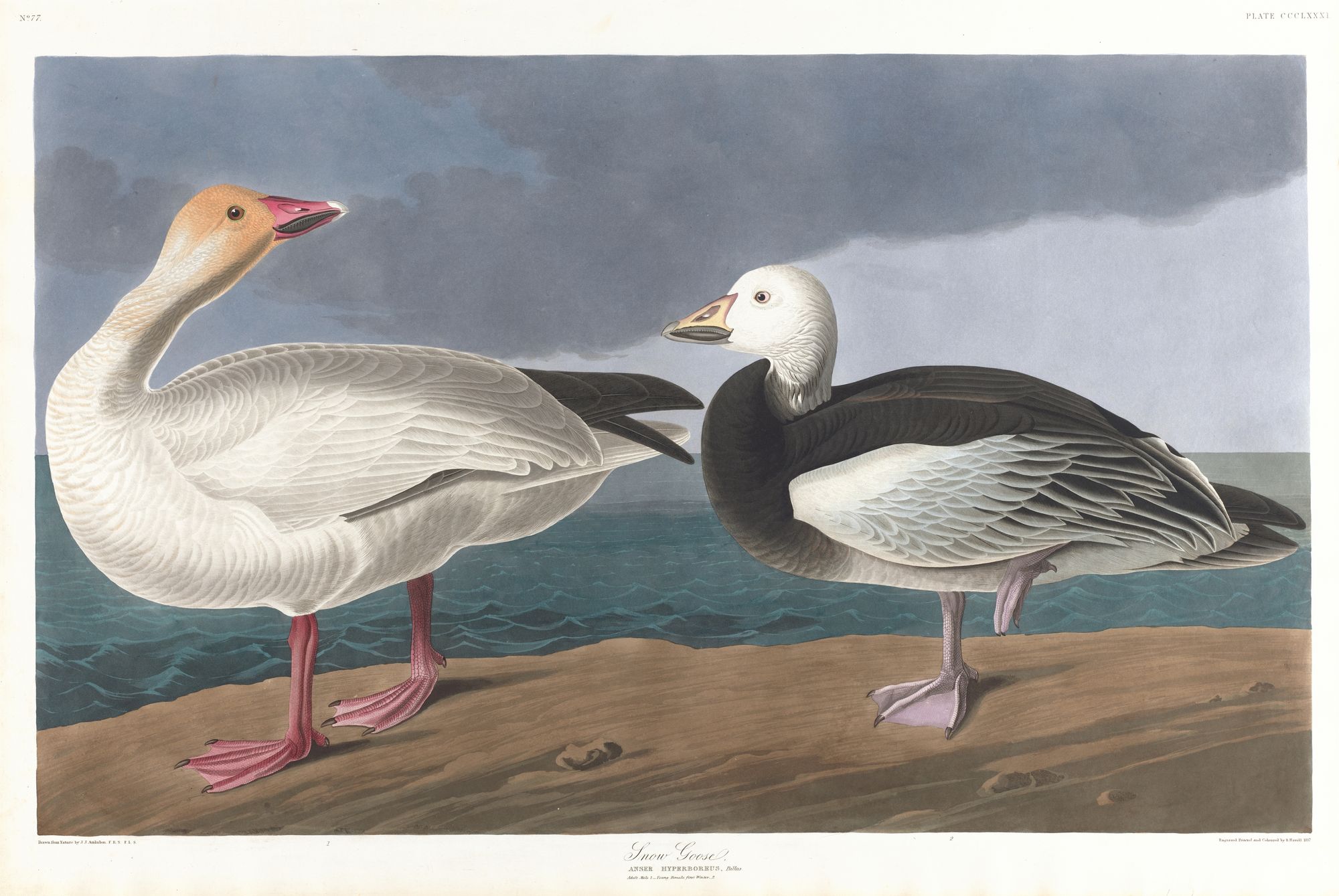 Snow geese (1827–1838)