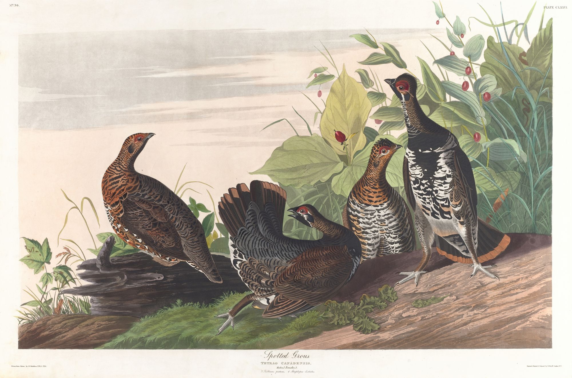 Spotted grous (1827–1838)